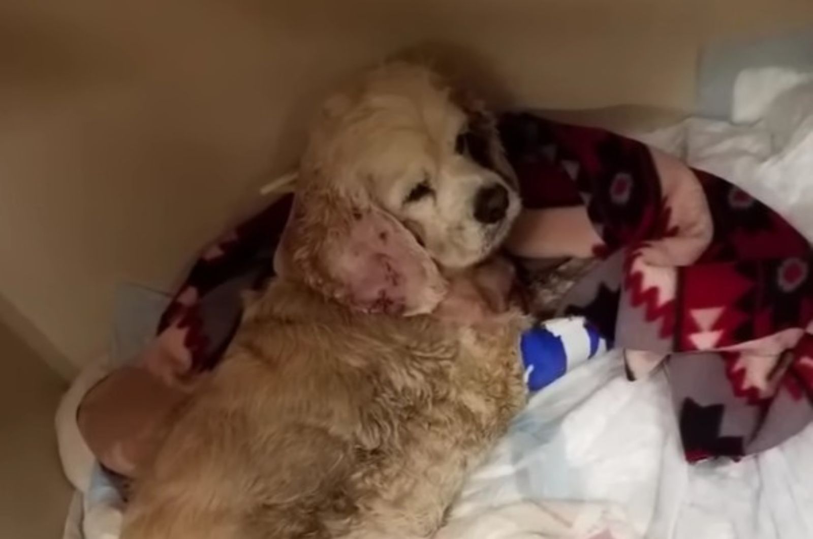 sad injured dog