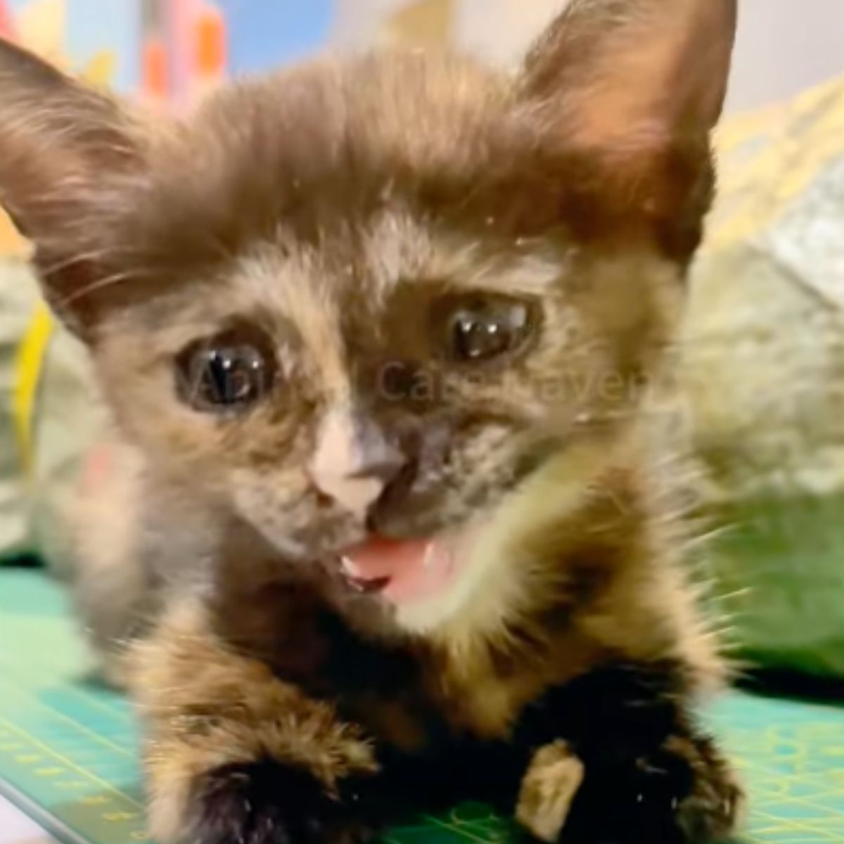 sad kitten