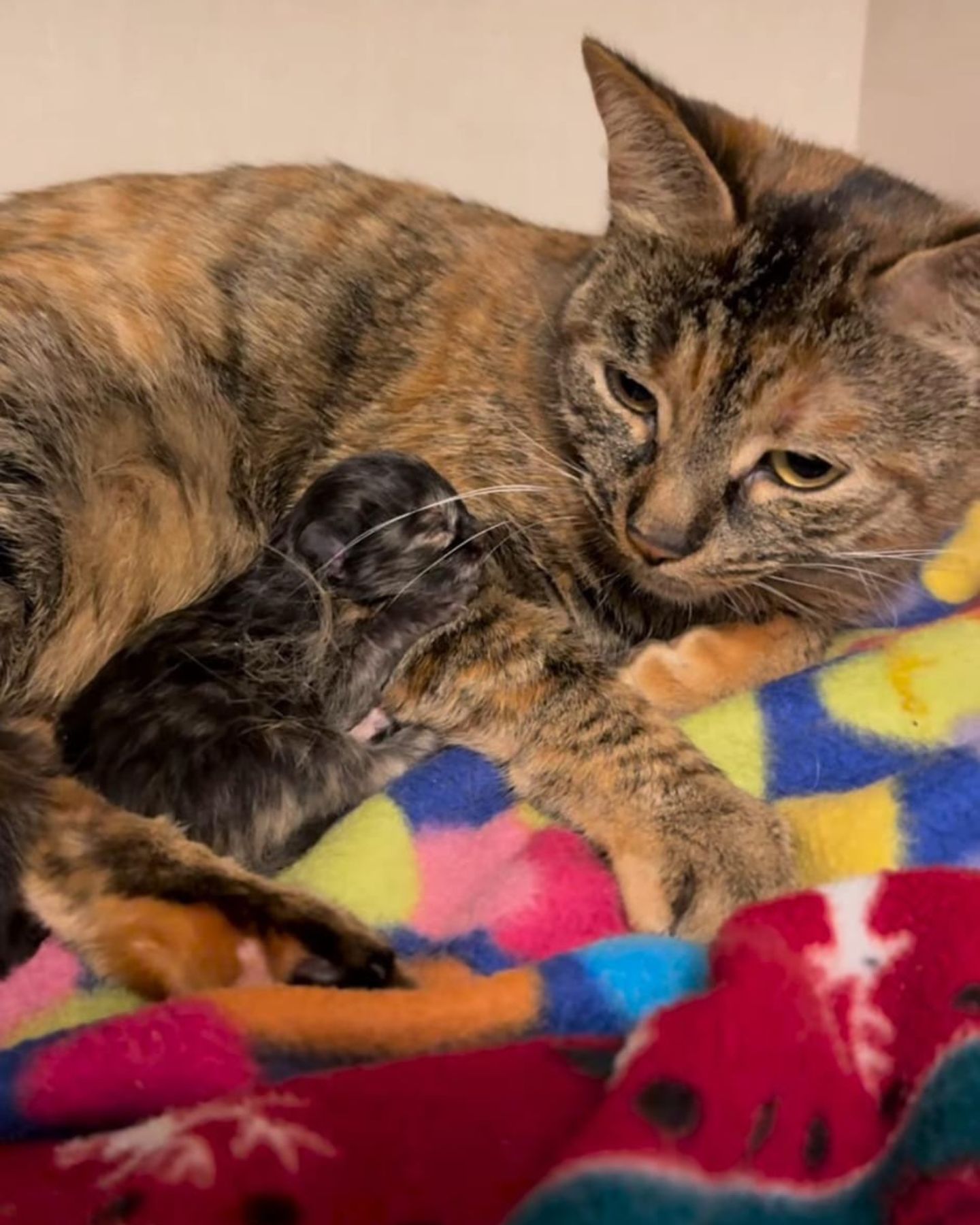 sad mama kitty with her babies