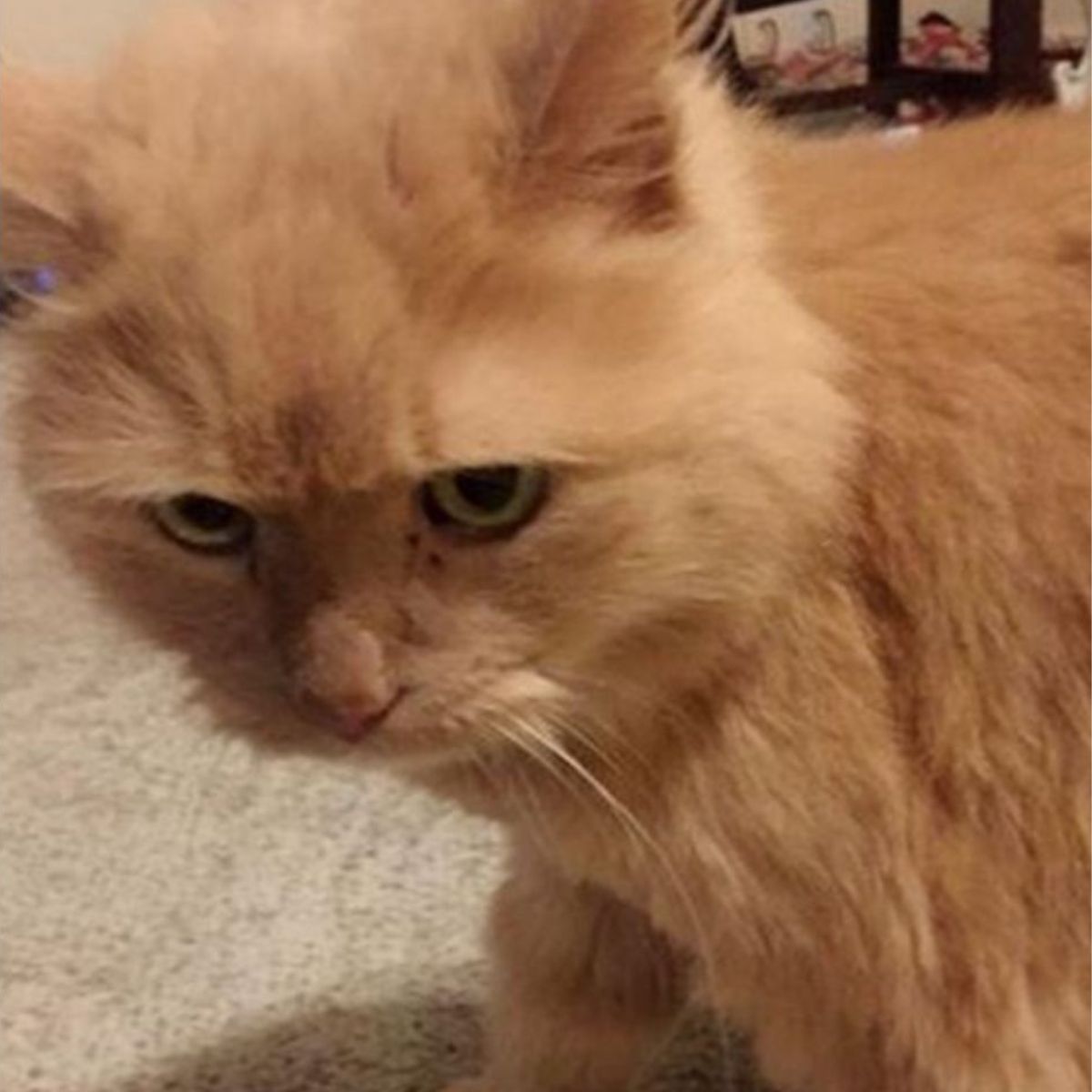 sad shelter cat