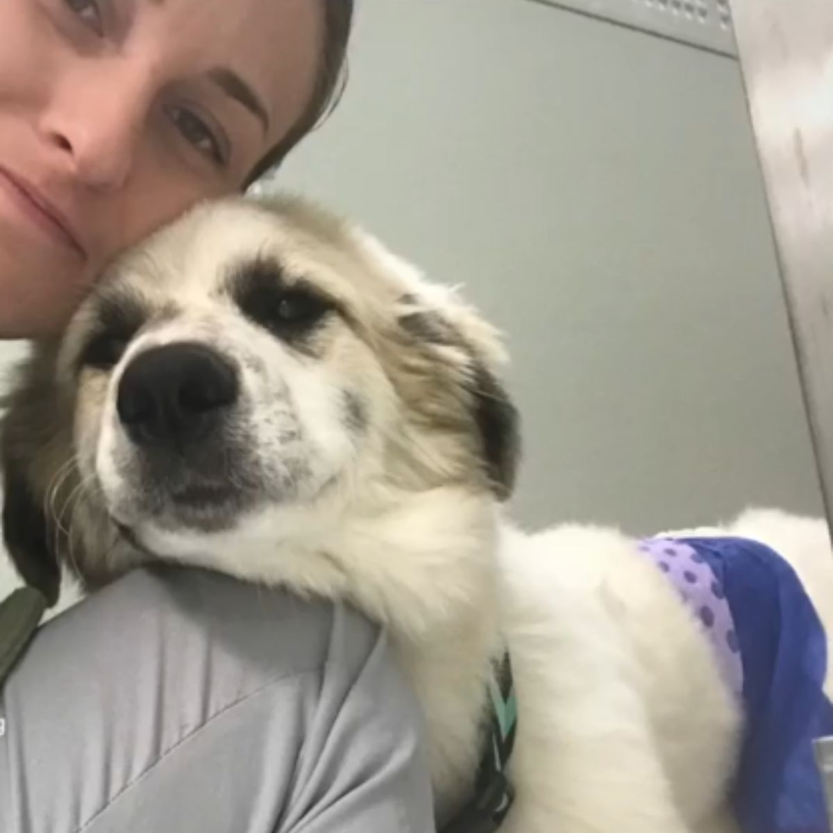 sad white dog and a woman