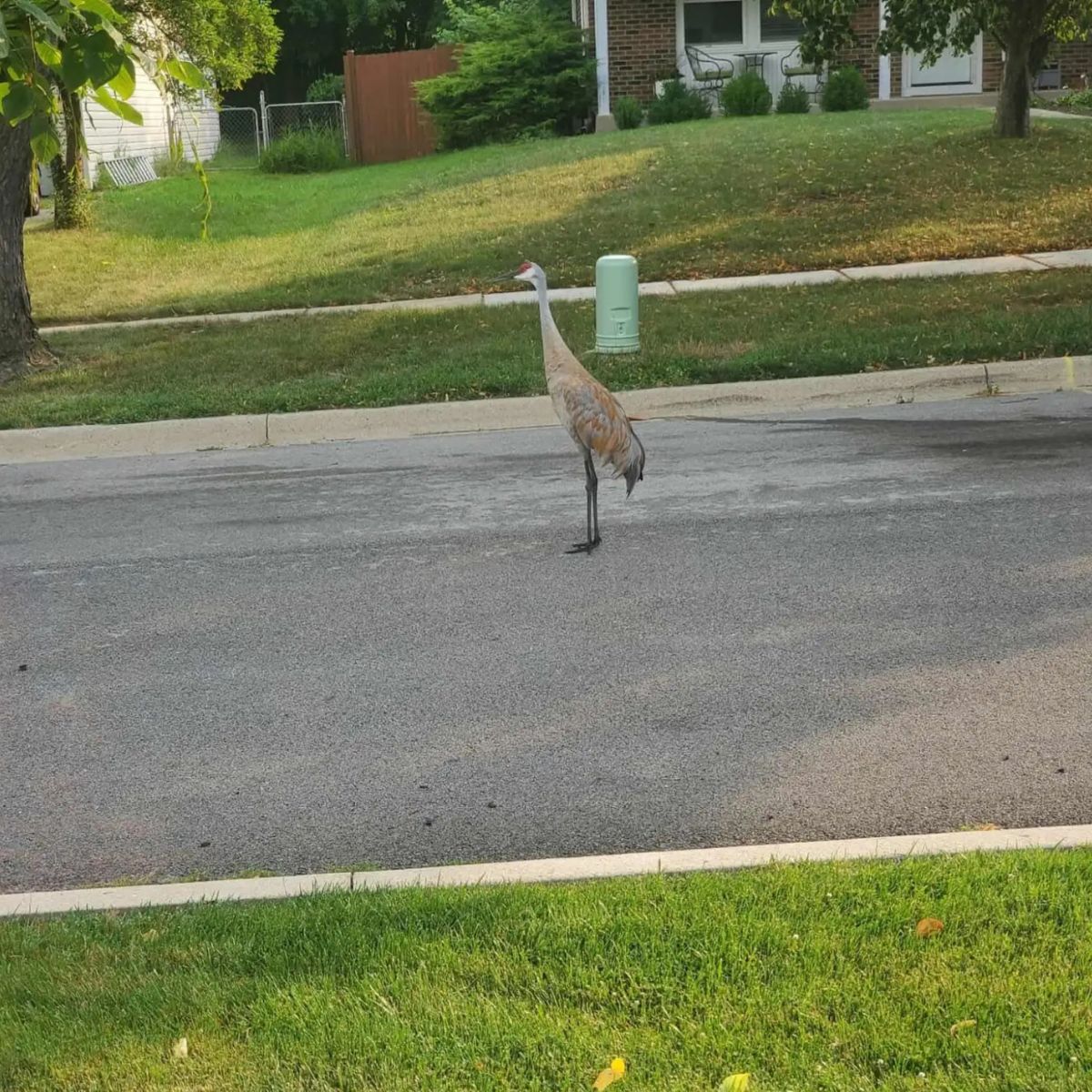 sandhill crane in neighborhood