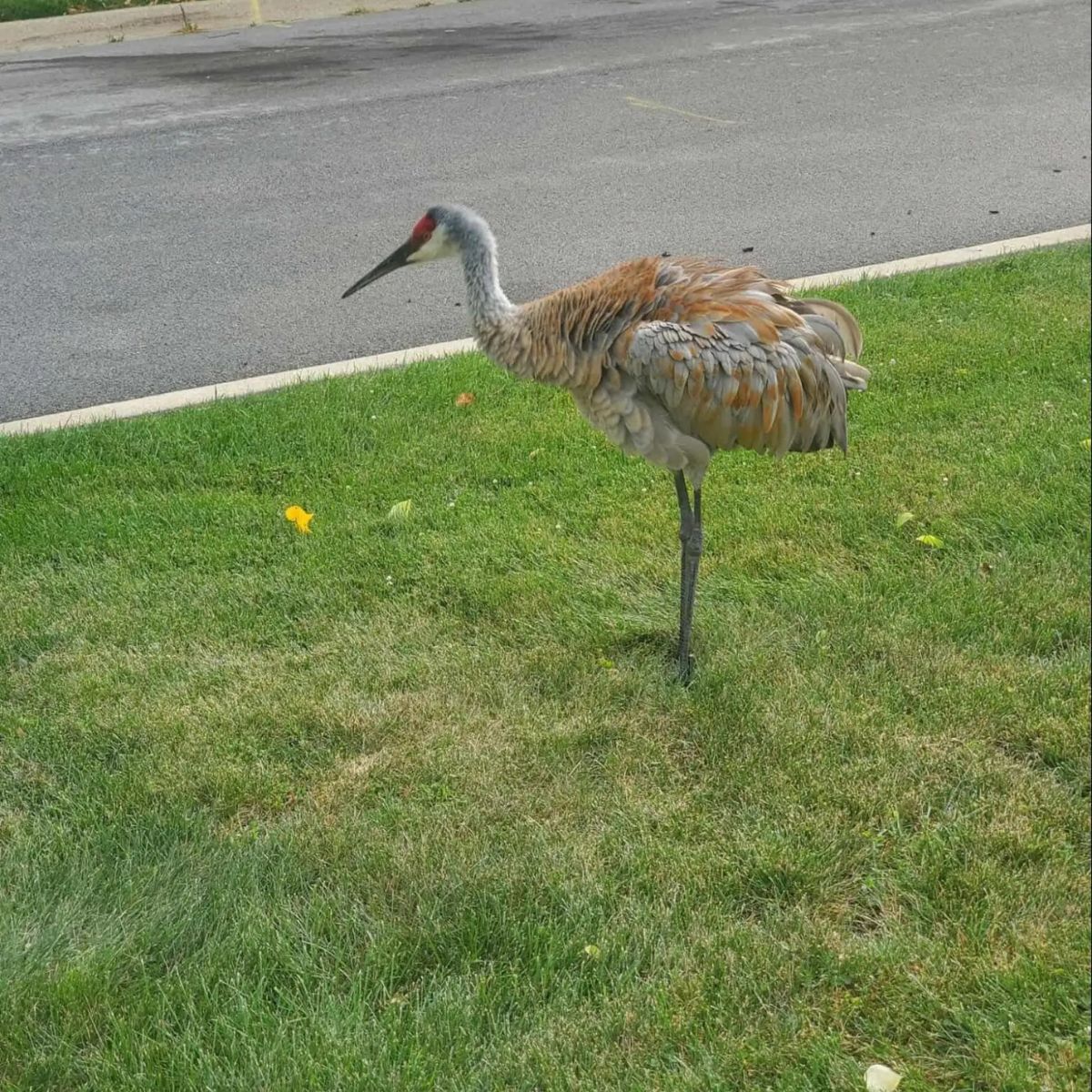sandhill crane on the grass