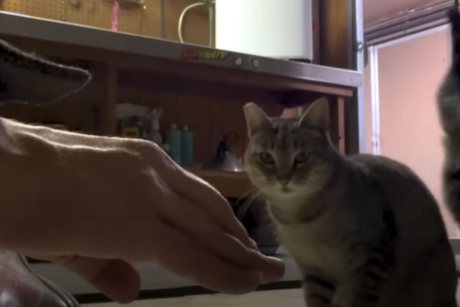 scared cat
