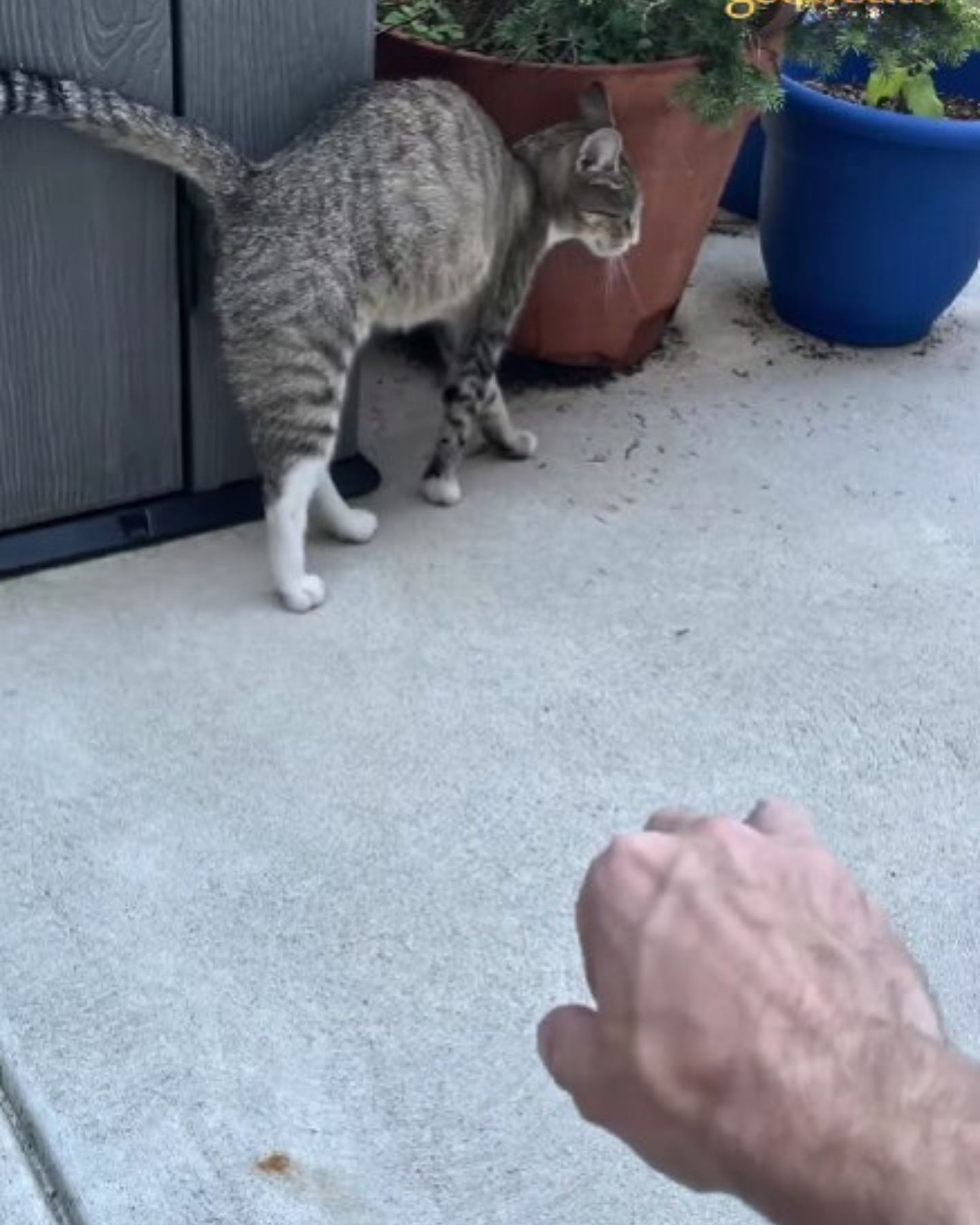 scared cat