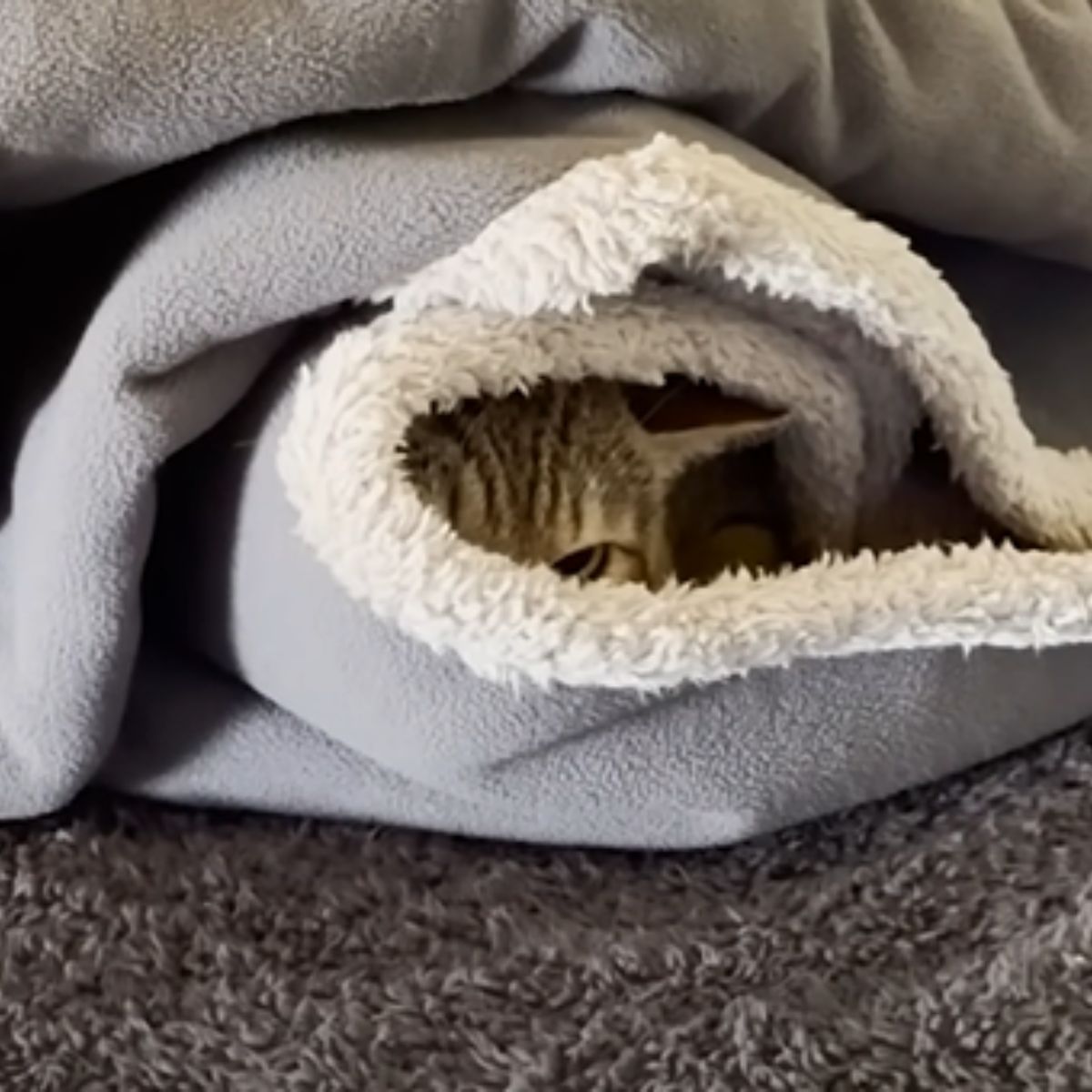 scared cat hiding