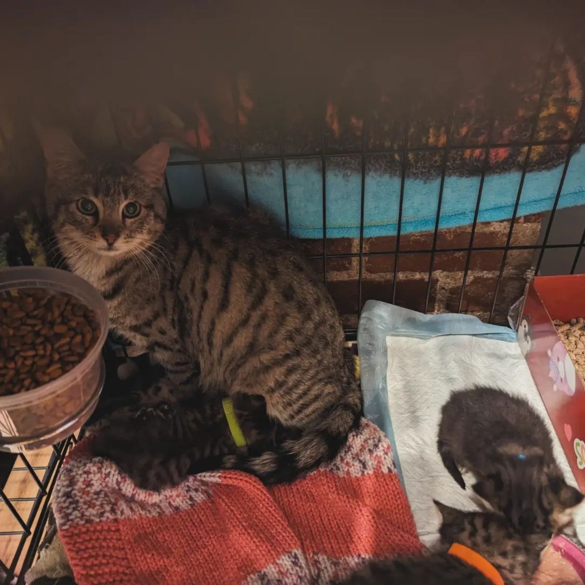 scared cat in a kennel