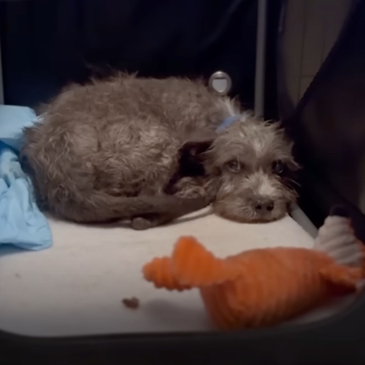 scared dog