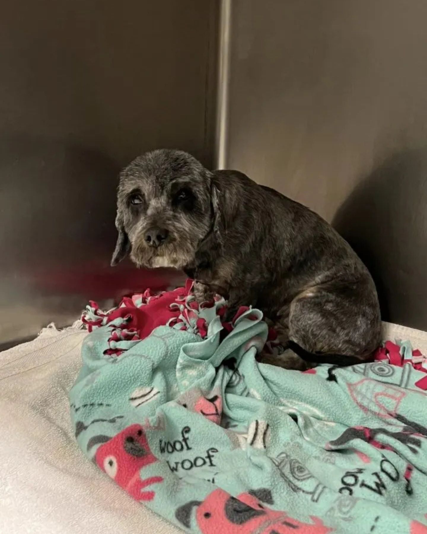scared dog at shelter