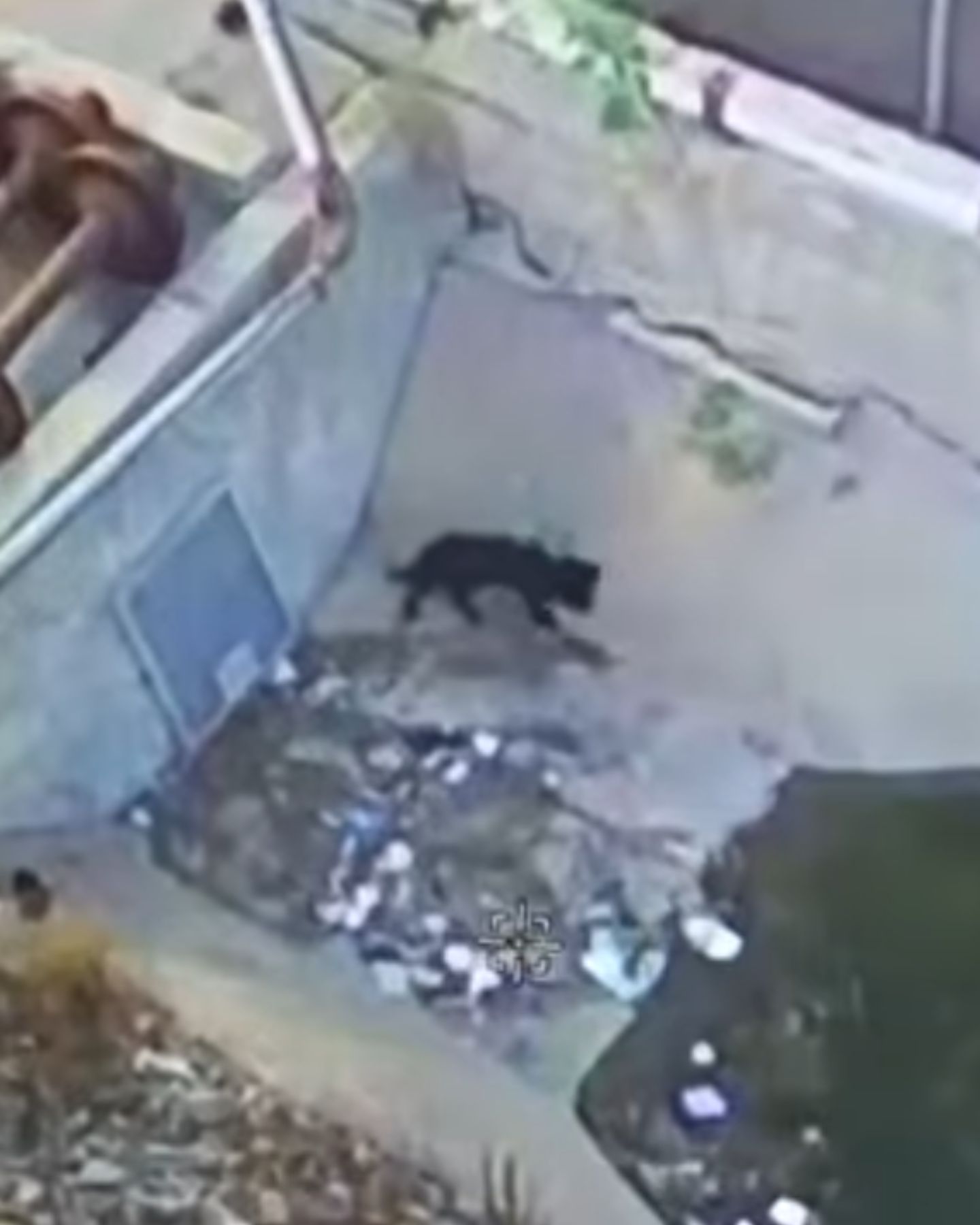 scared dog wandering