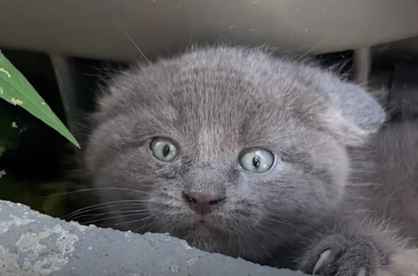 scared gray kitten