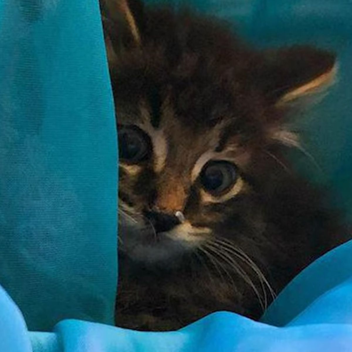 scared kitten