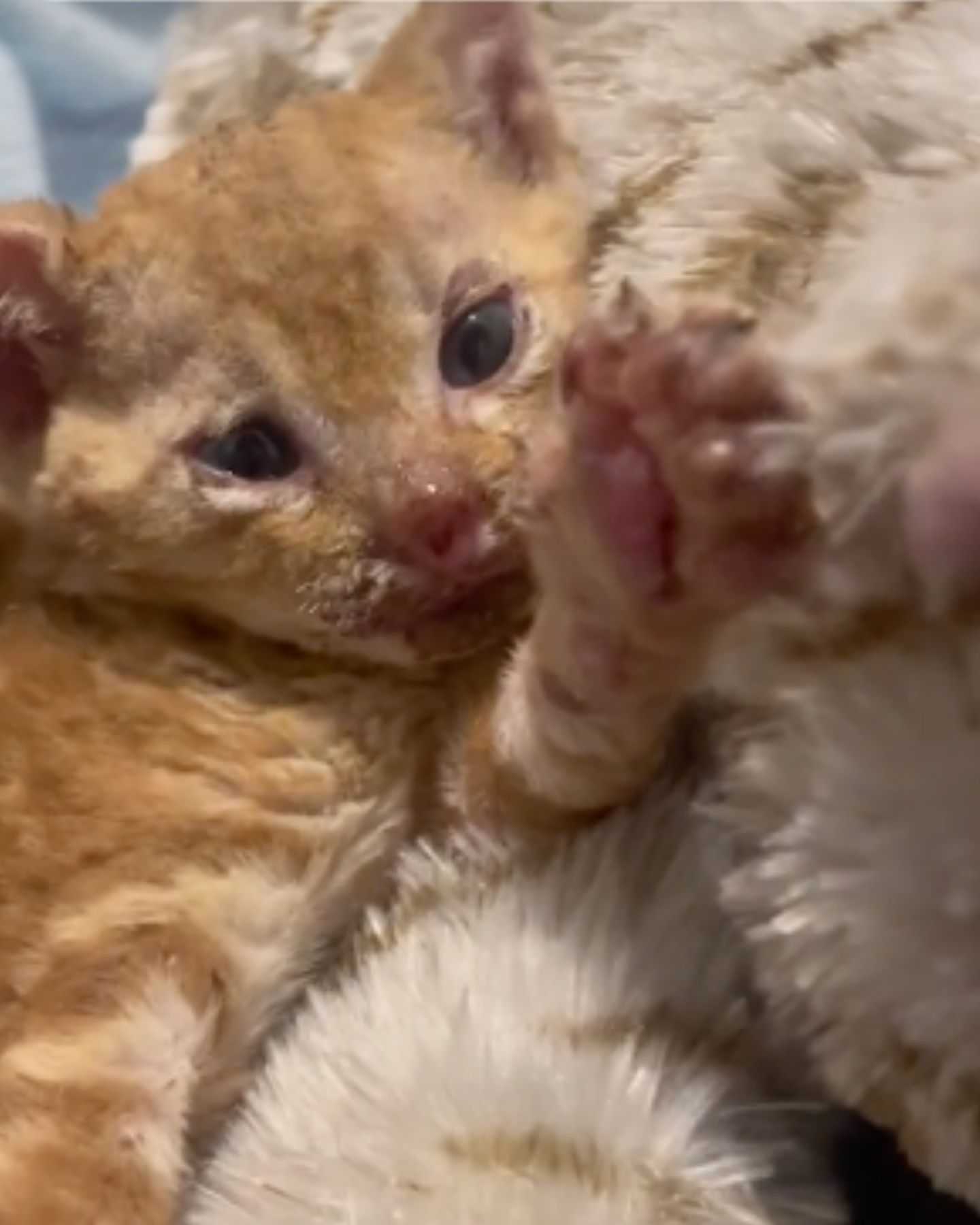 scared orange kitten