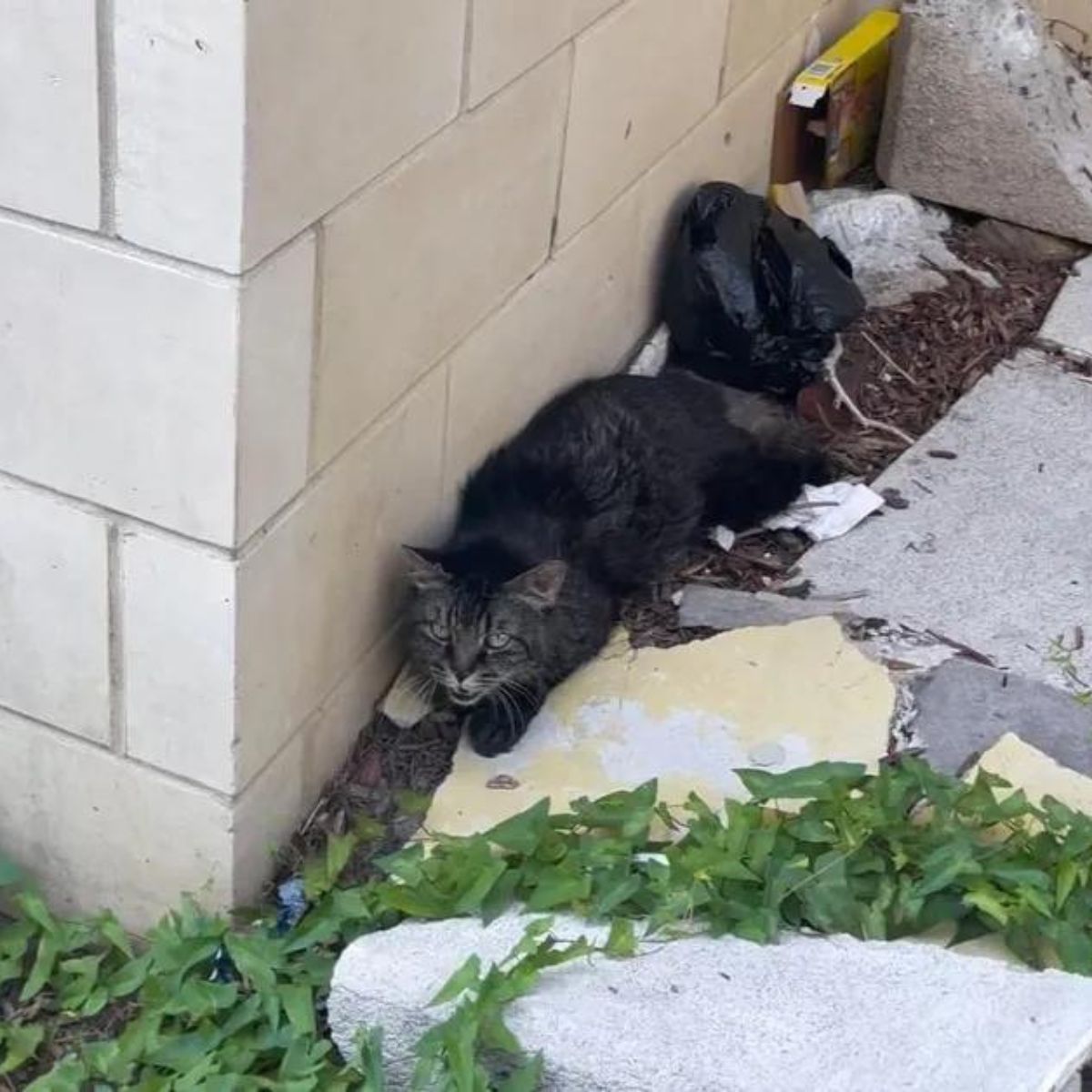 scared tabby cat
