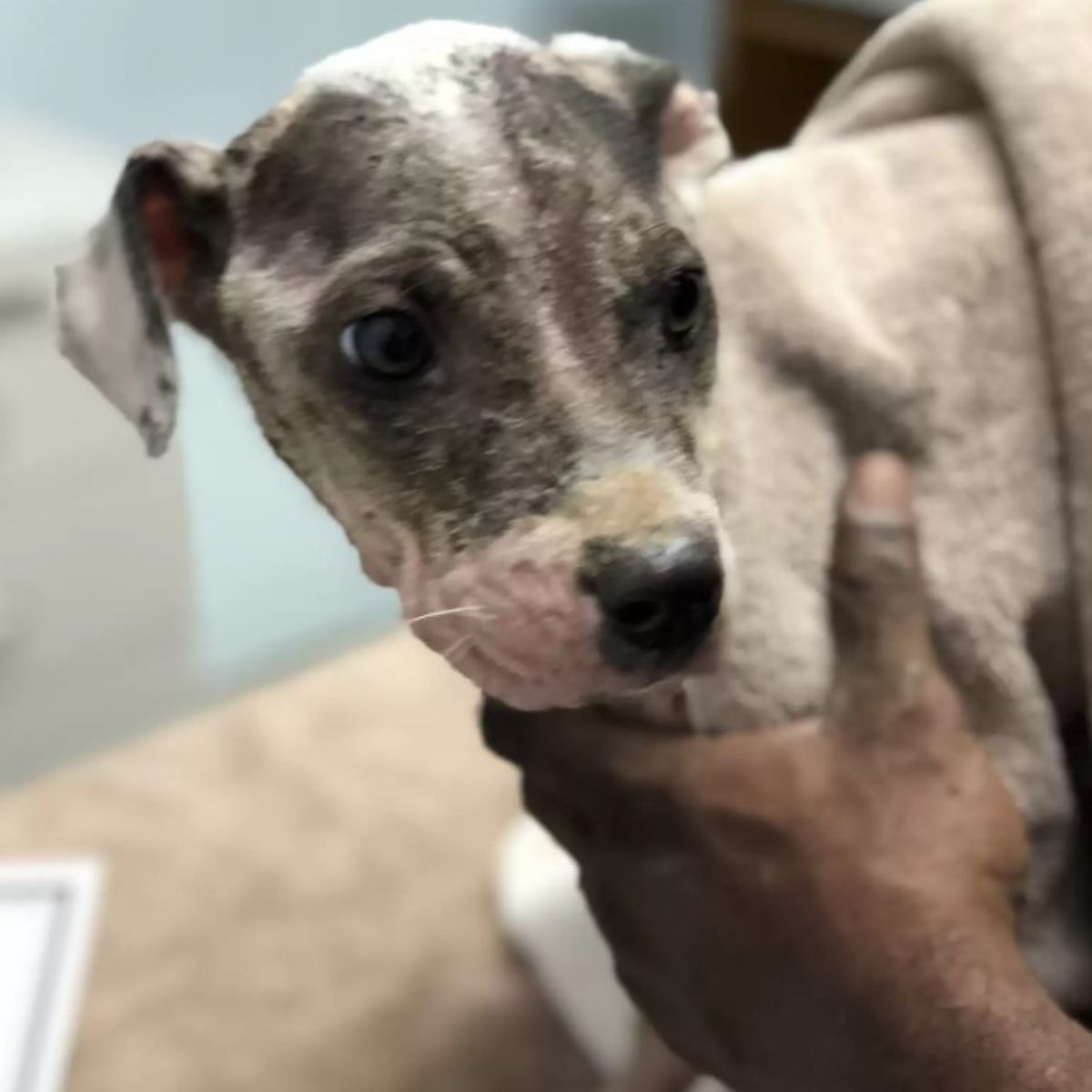 scrawny neglected dog