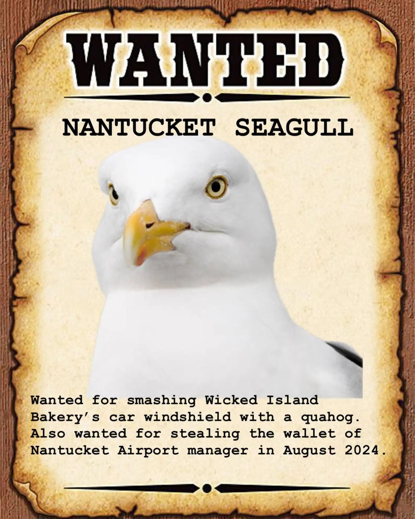 seagull