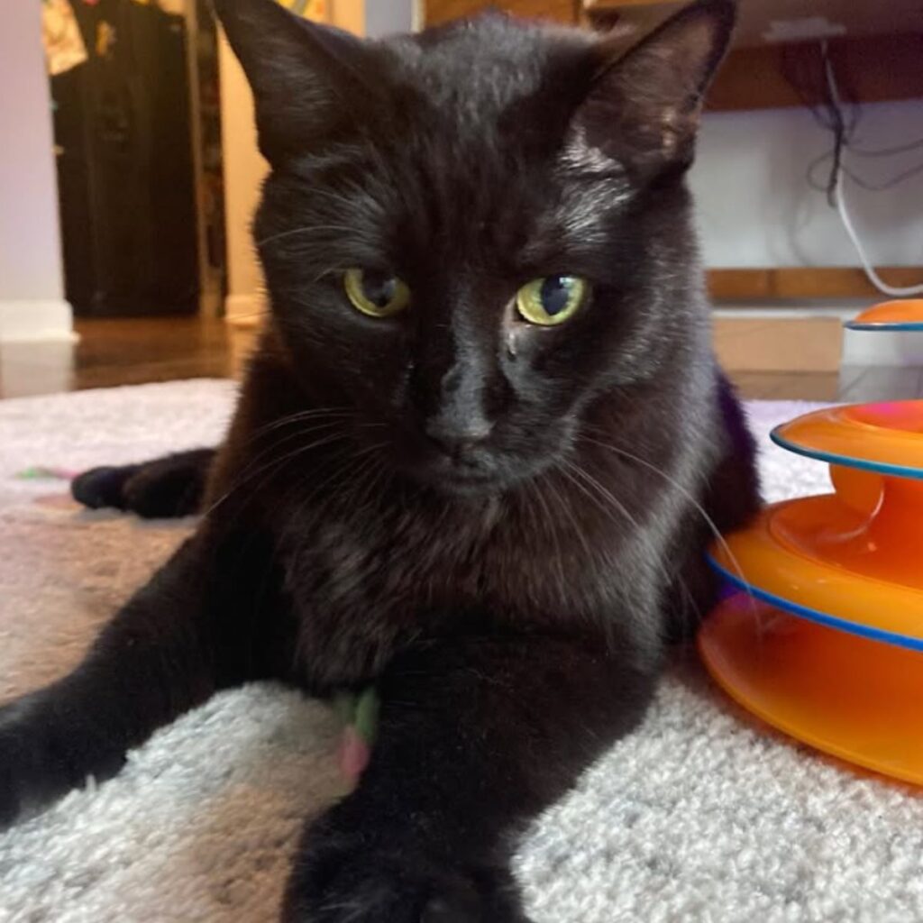senior black cat