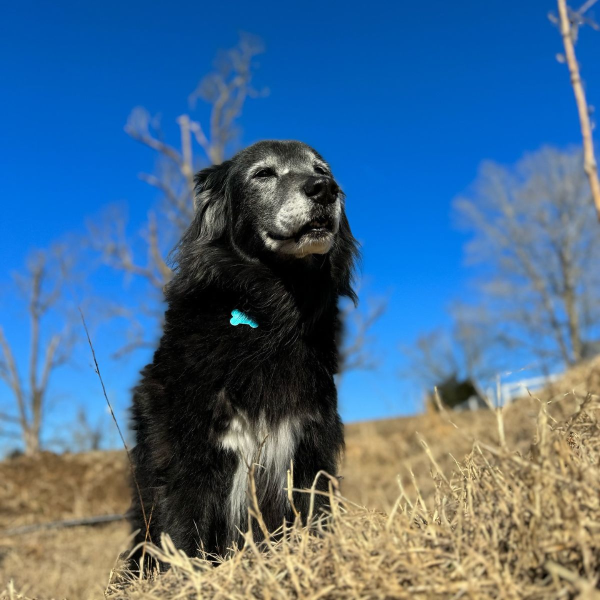 senior black dog