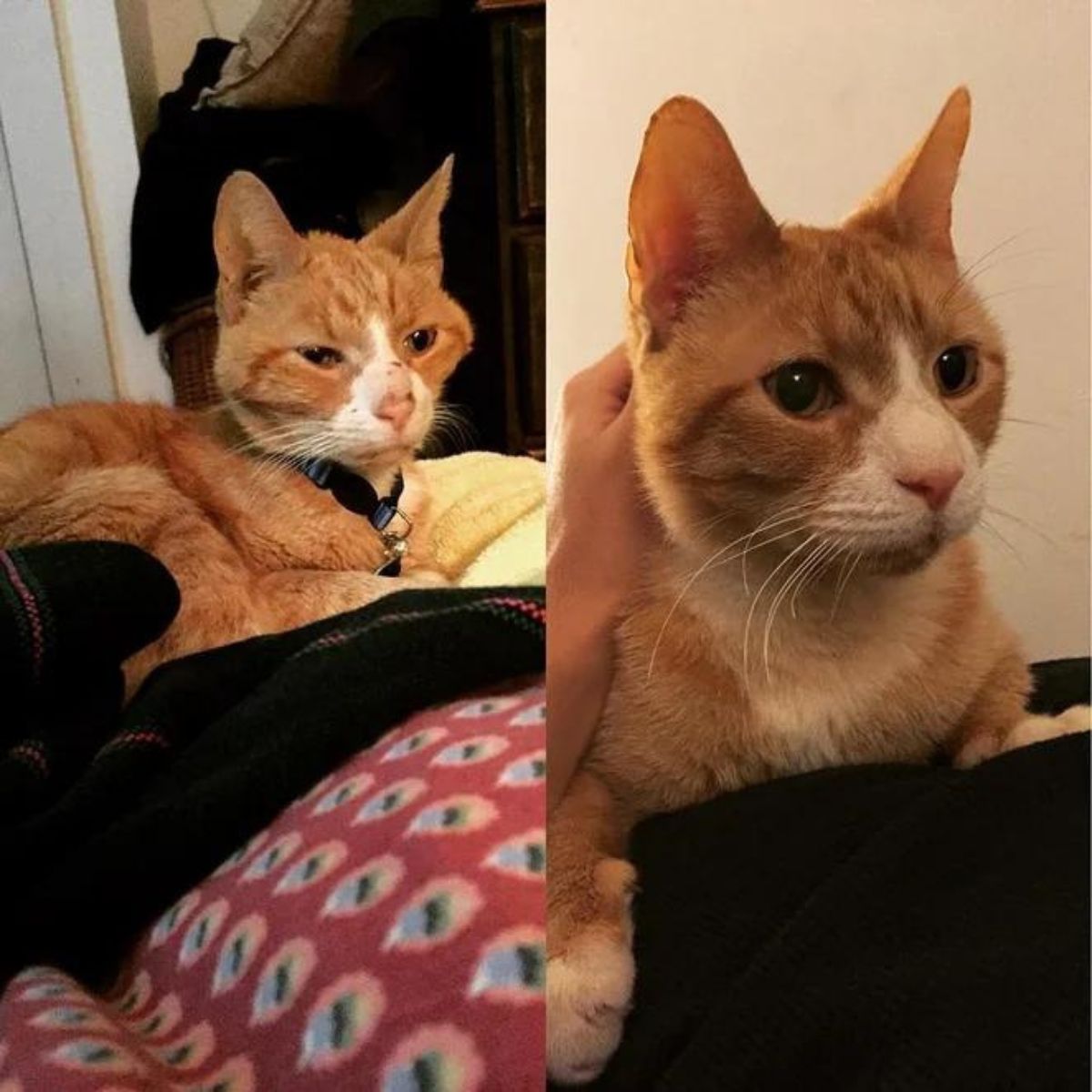 senior cat