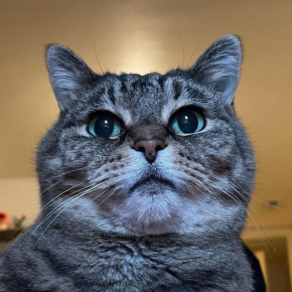 senior cat
