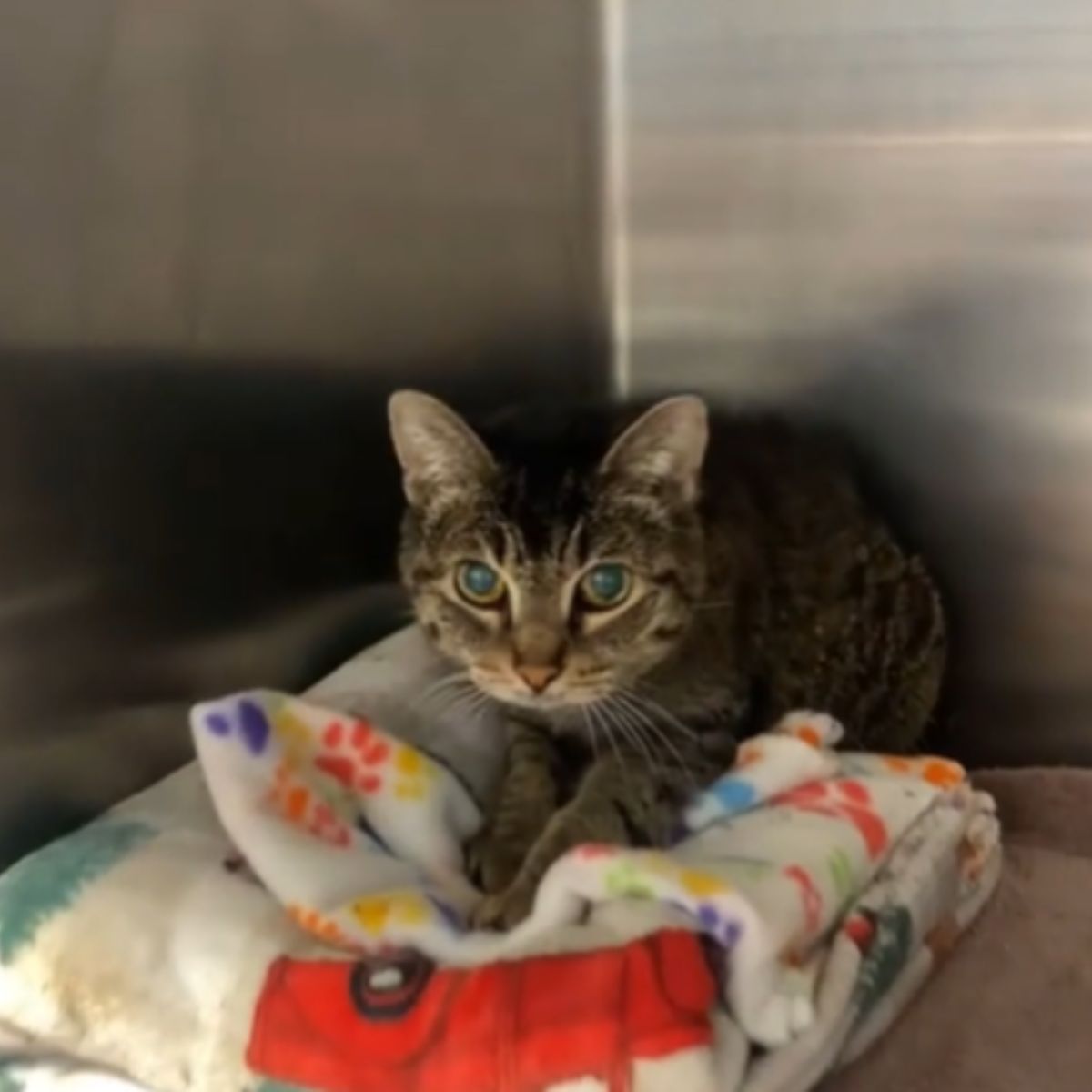 senior cat at shelter