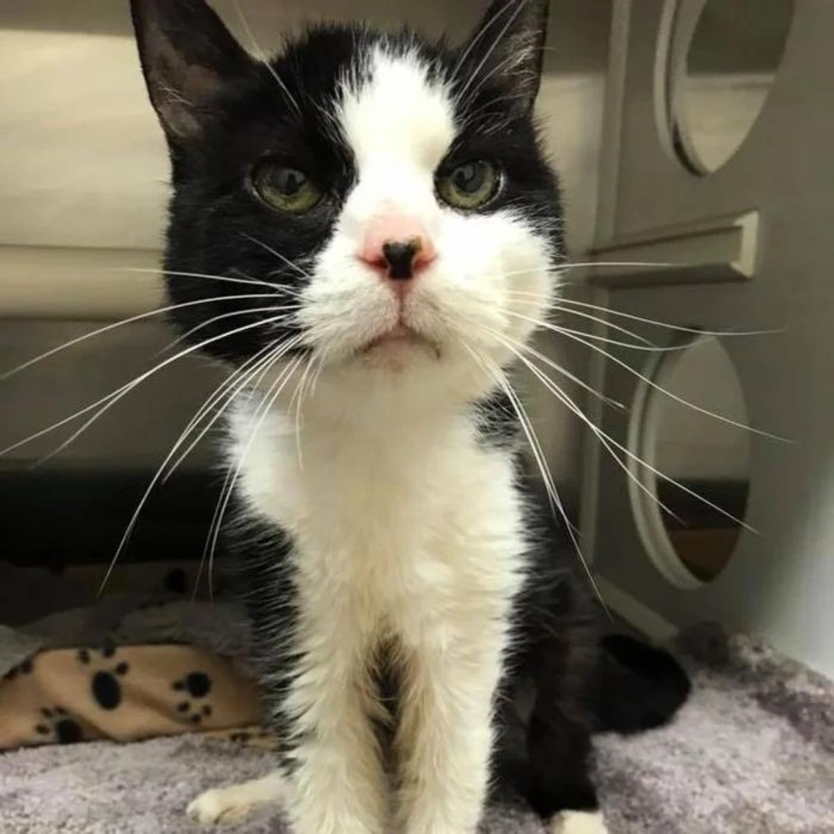 senior cat at shelter