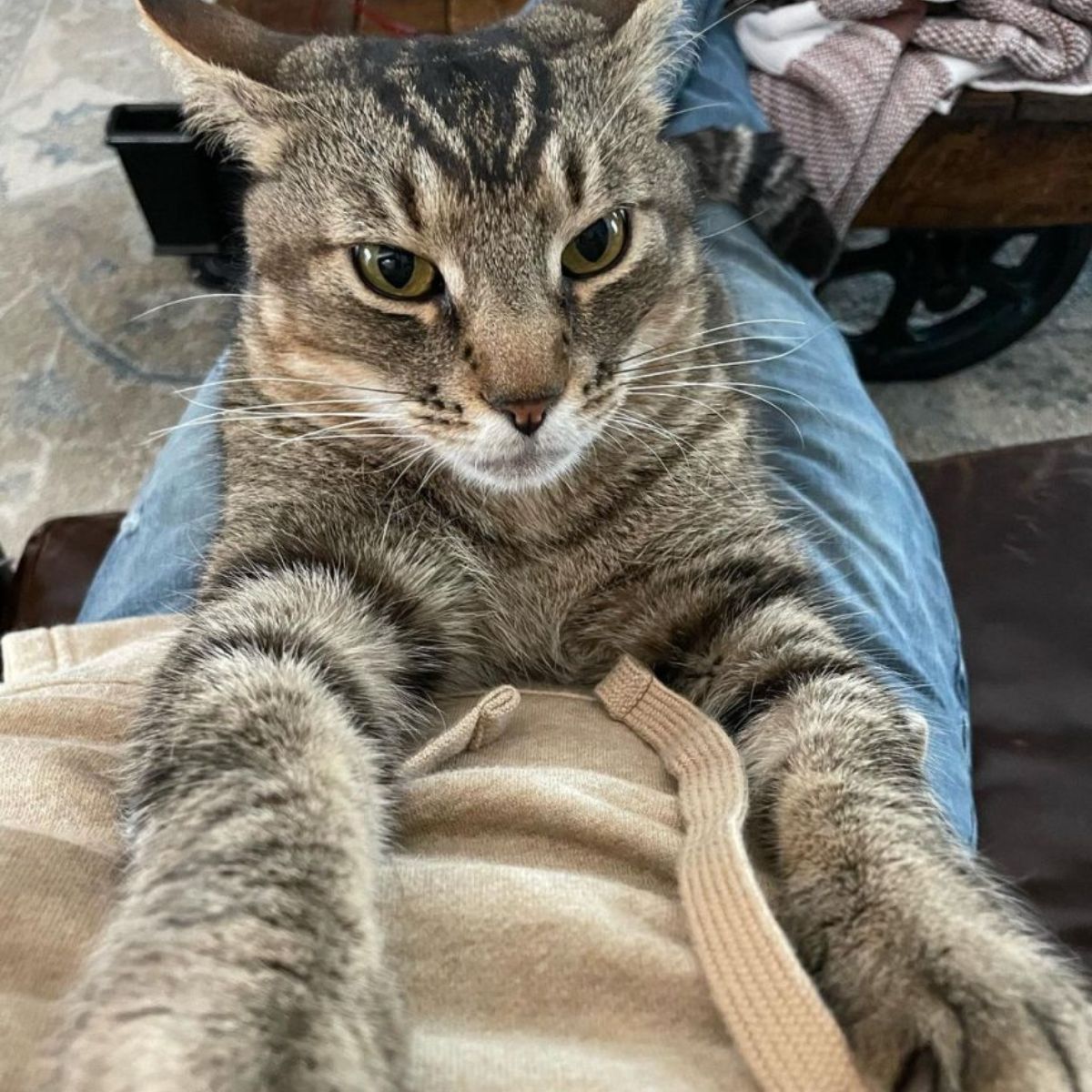 senior cat cuddling