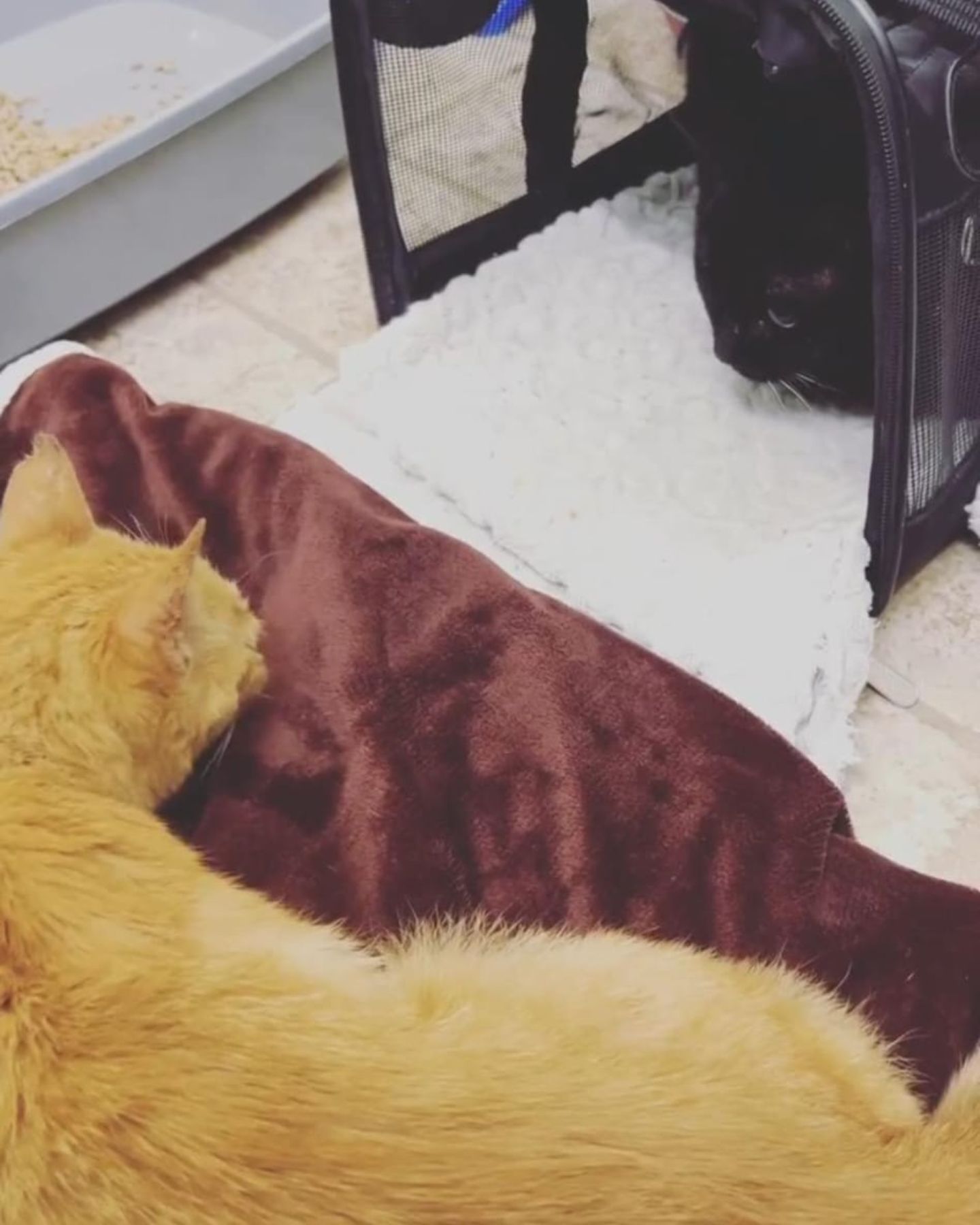 senior cat lying down