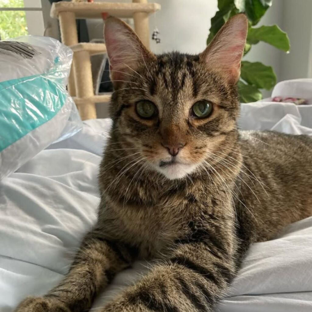 senior cat on bed