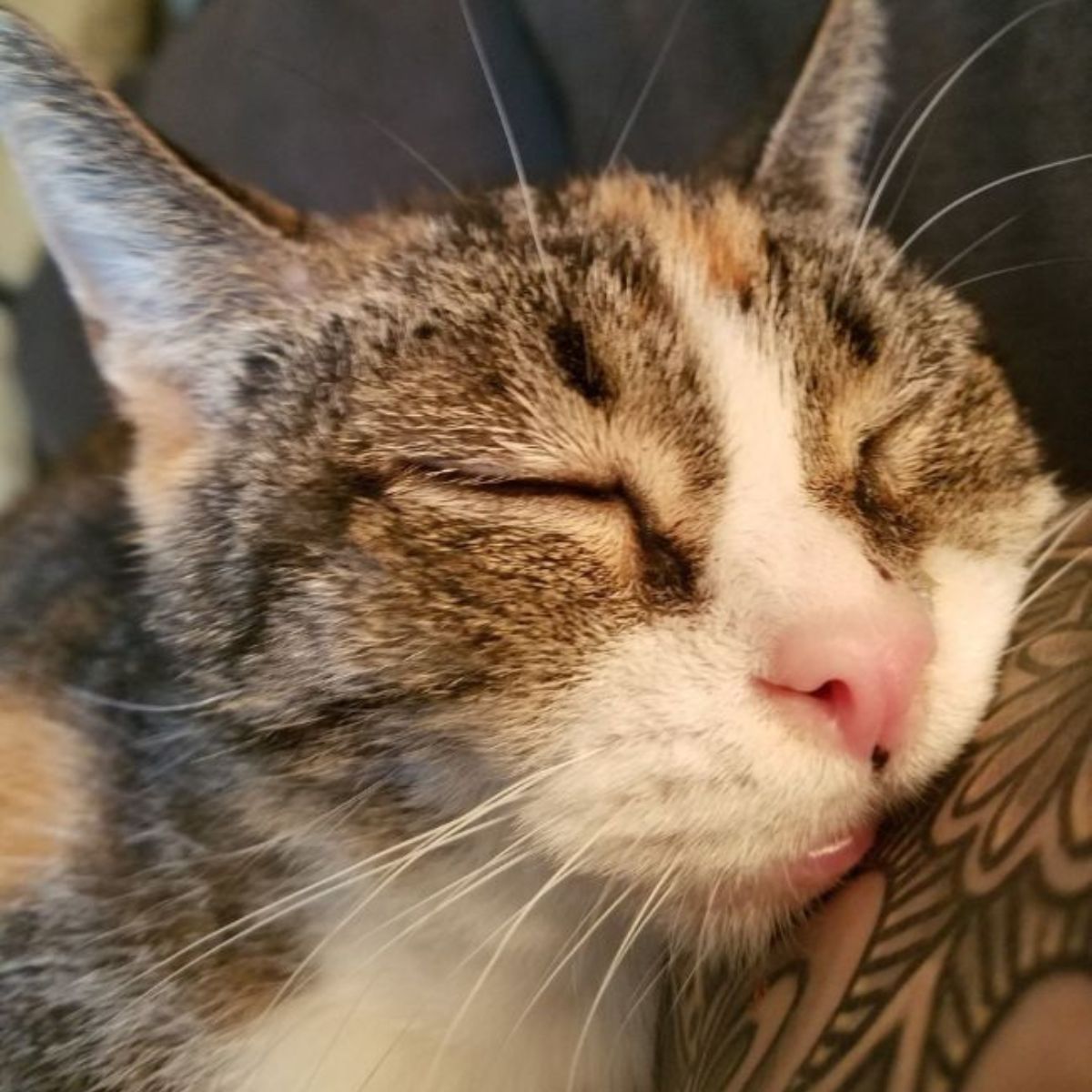senior cat sleeping