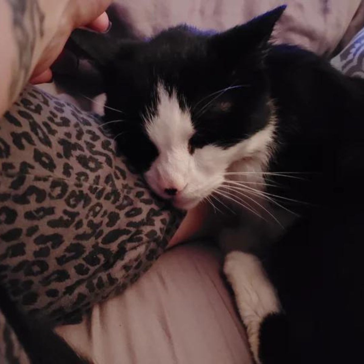 senior cat sleeping