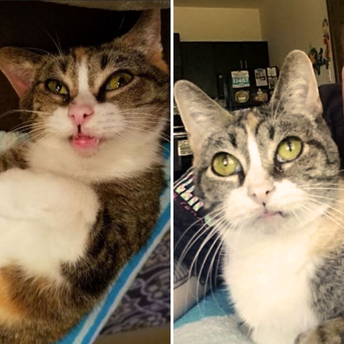 senior deaf cat