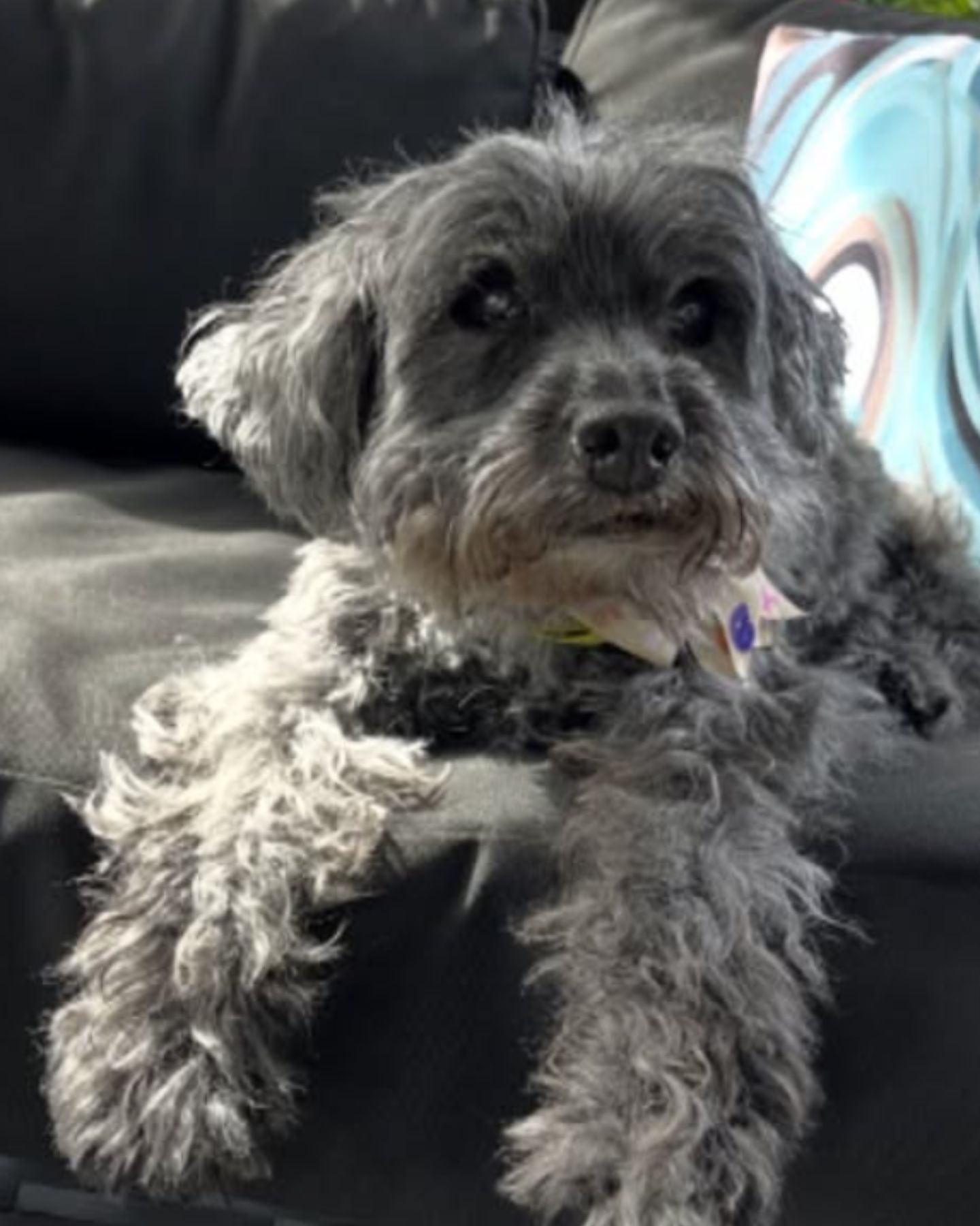 senior dog