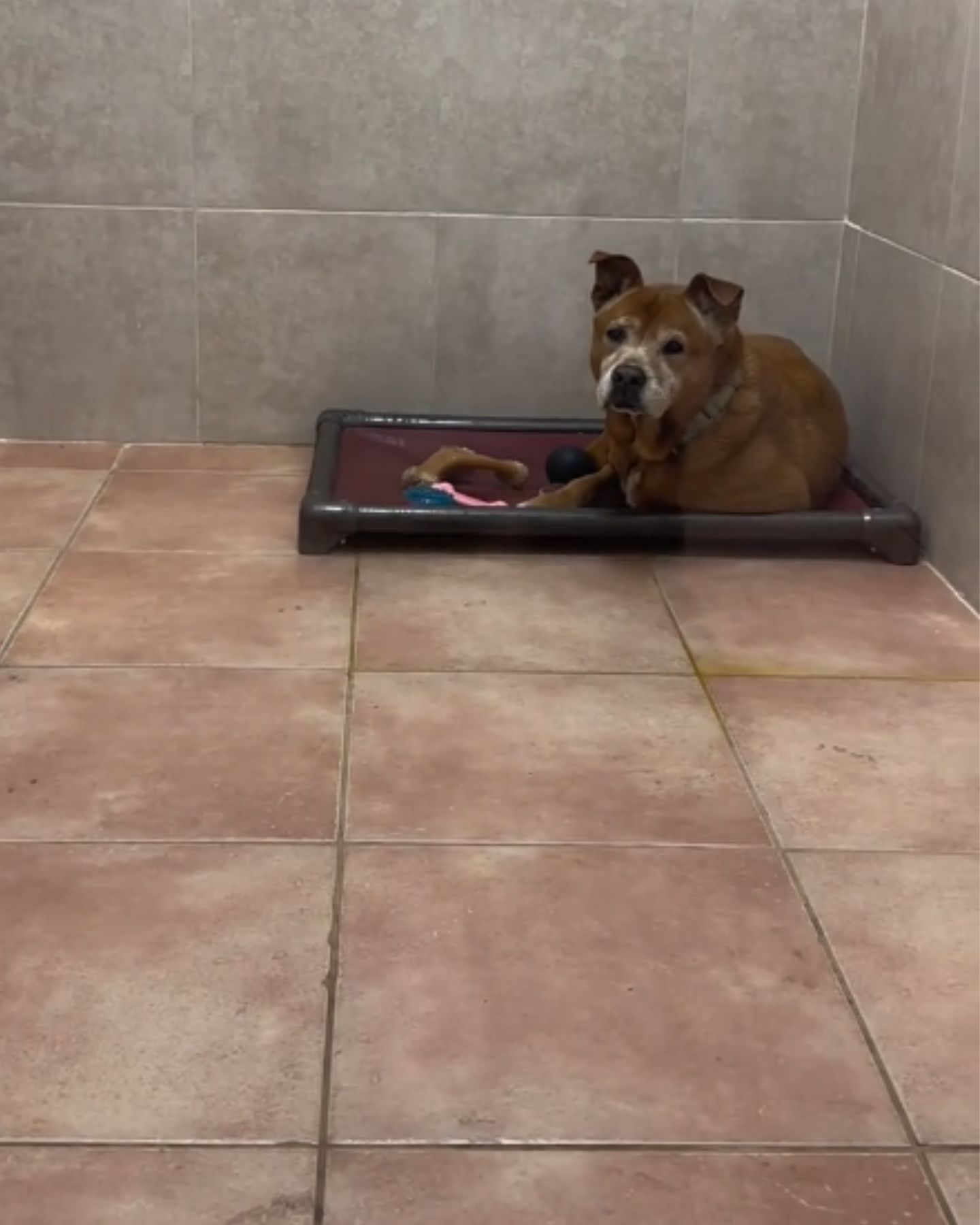 senior dog lying in the corner