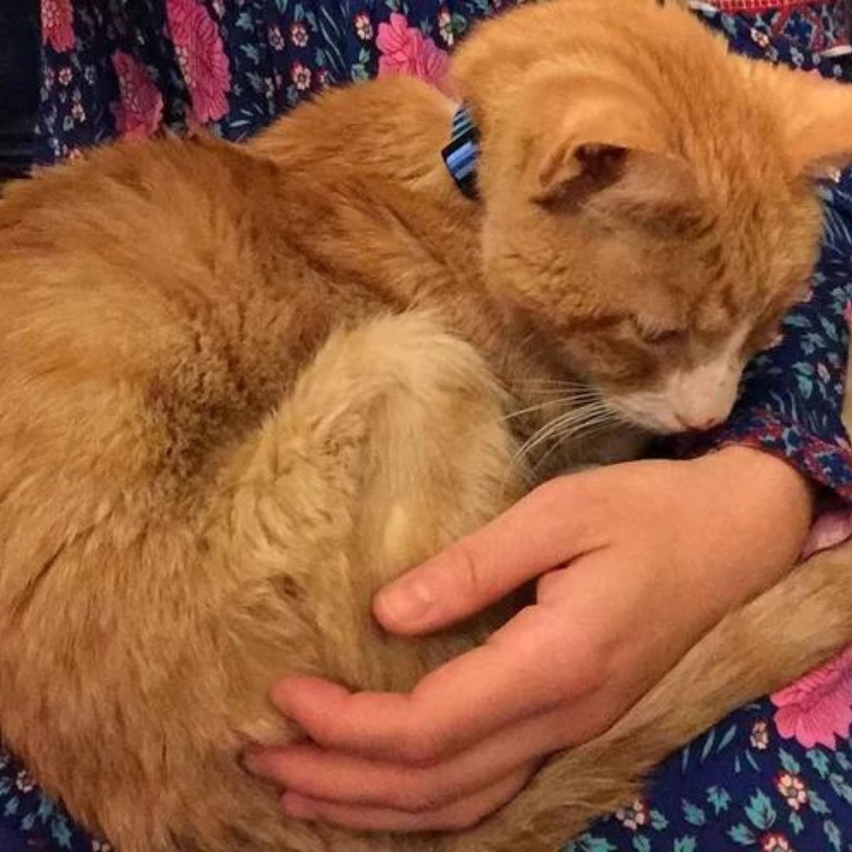 senior ginger cat