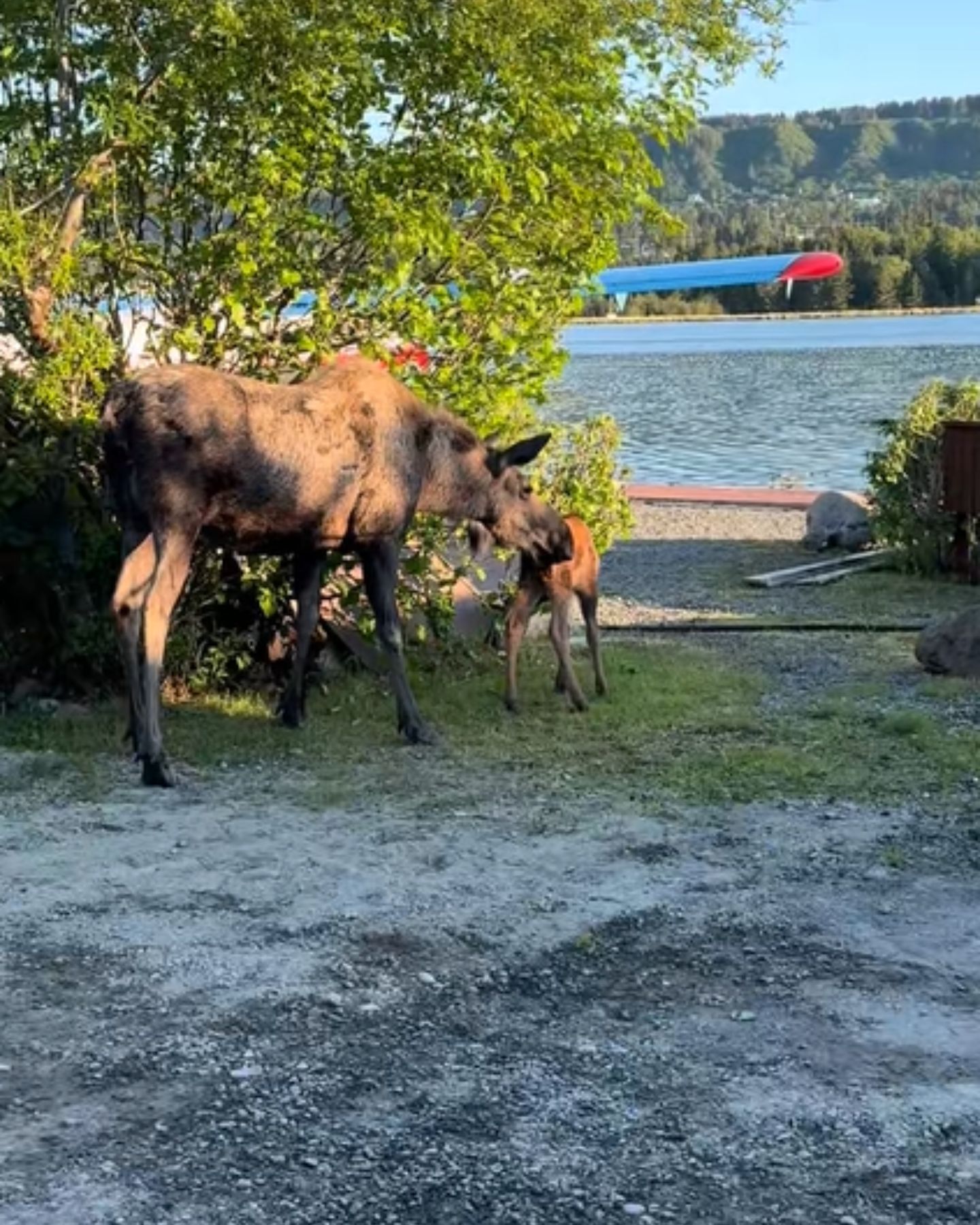 senior moose