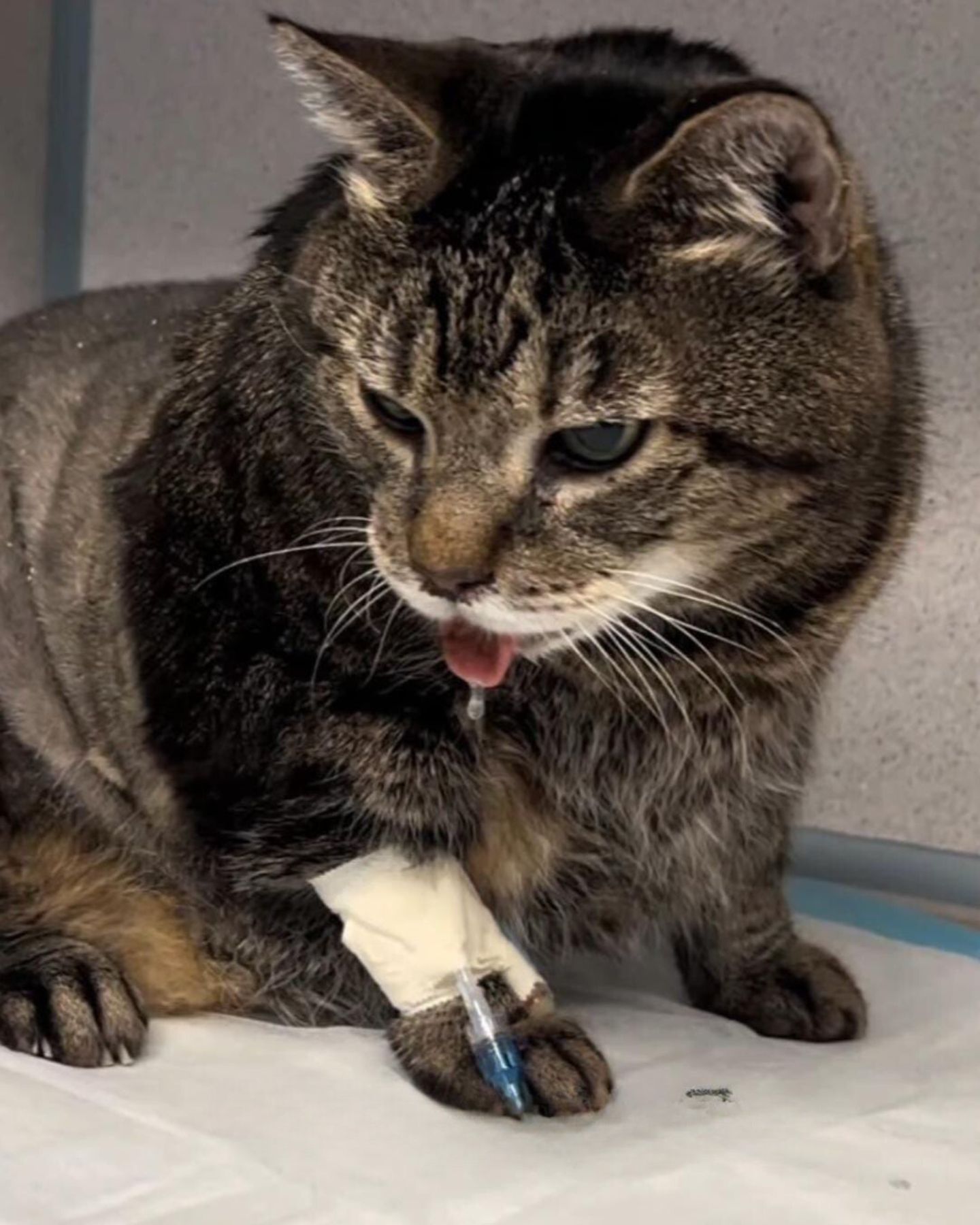 senior shelter cat at the vet