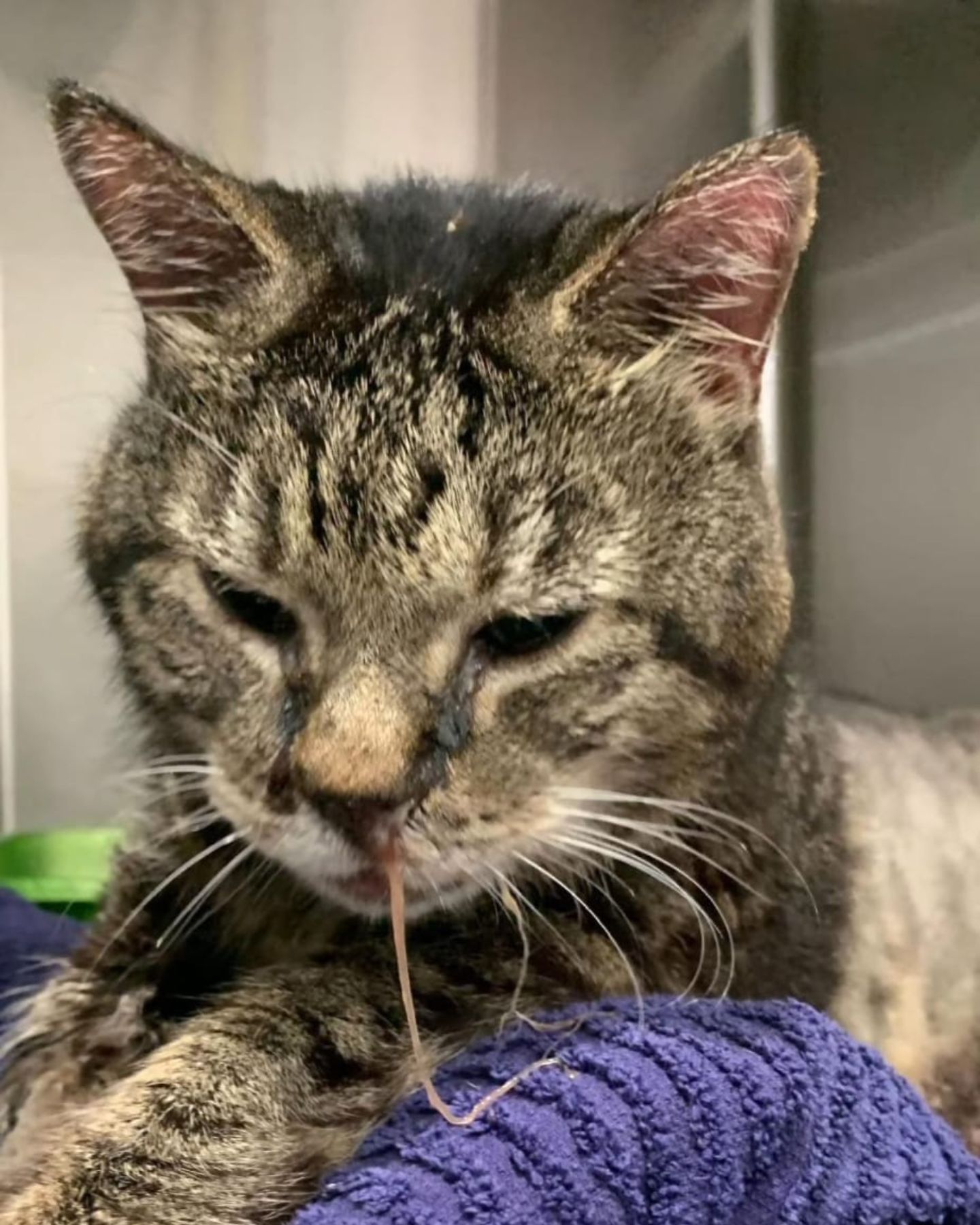 senior shelter cat with runny nose