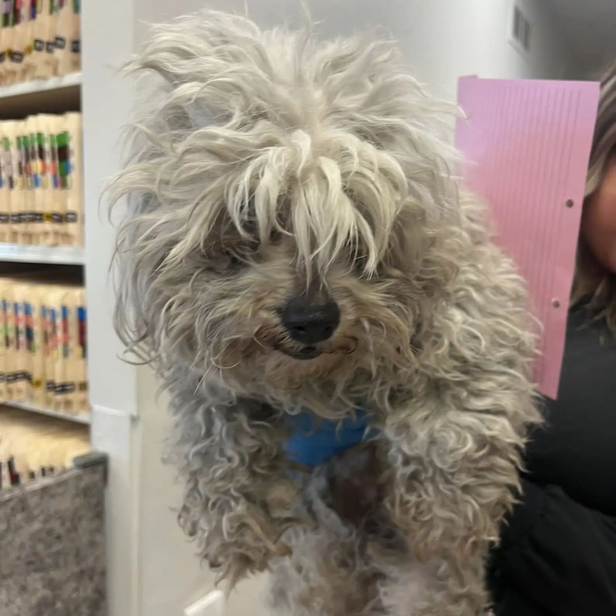 shaggy neglected dog