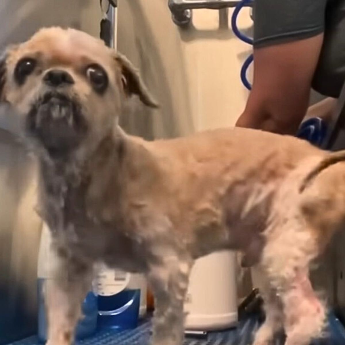 shaved dog