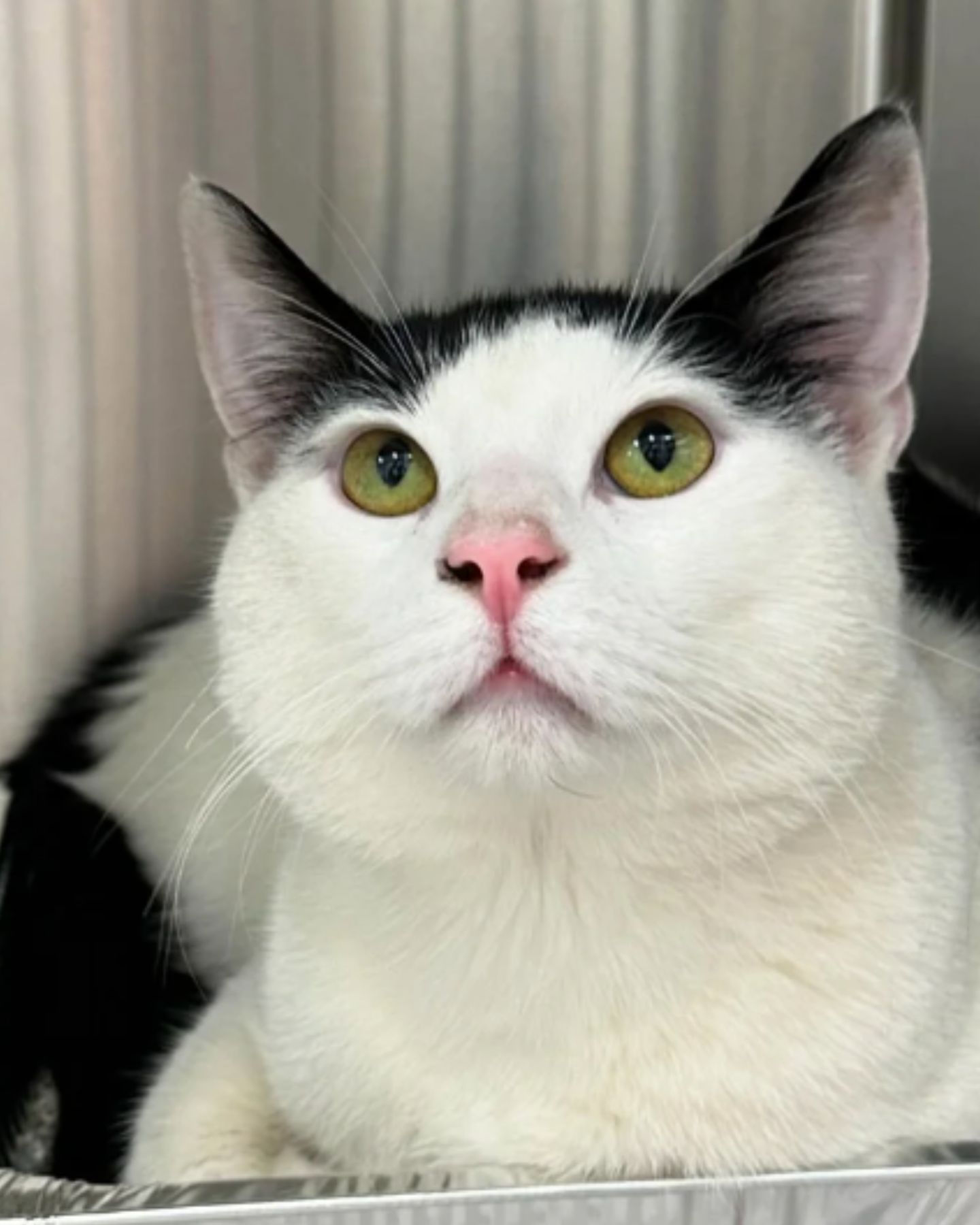 shelter cat