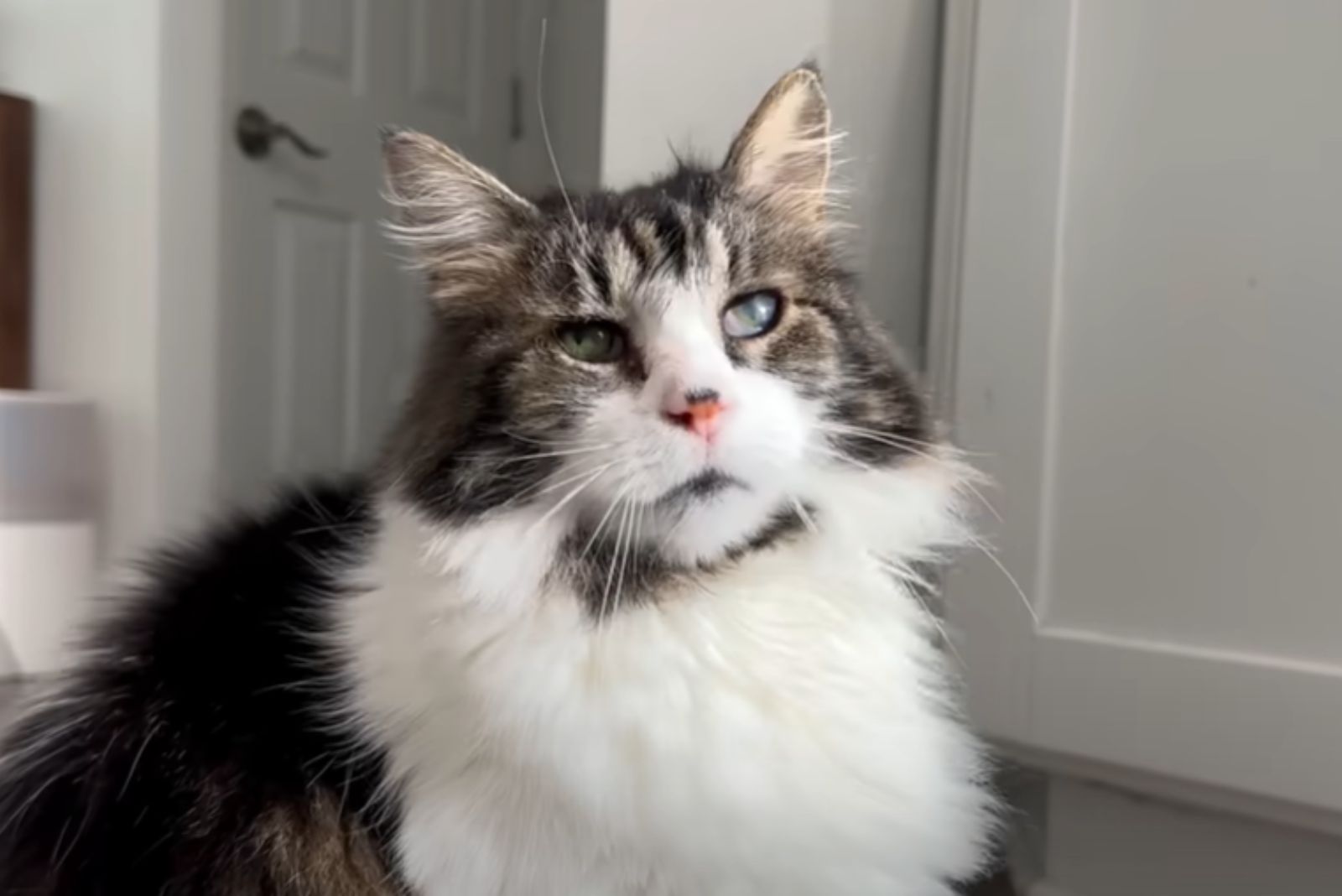 shelter cat