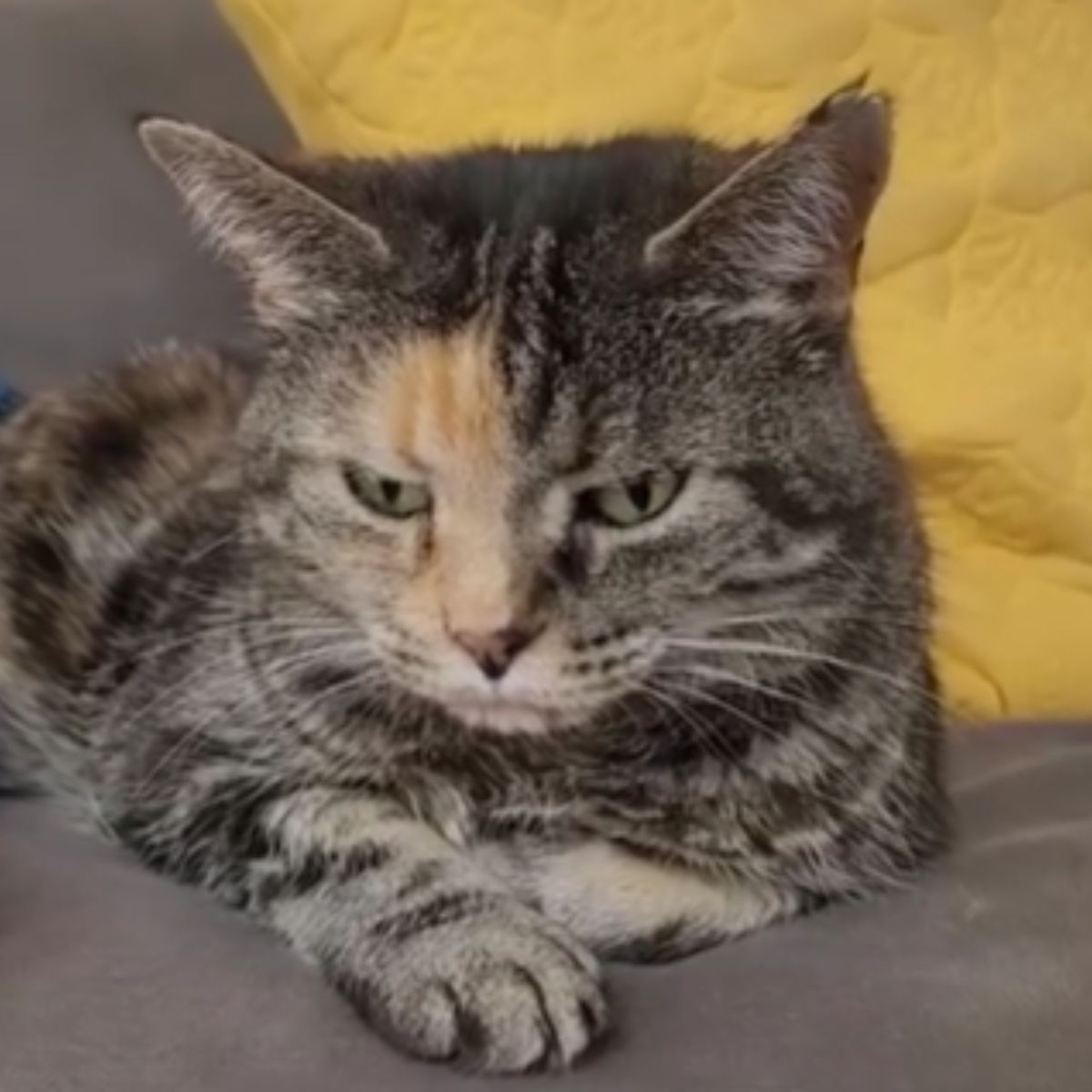 shelter cat lying