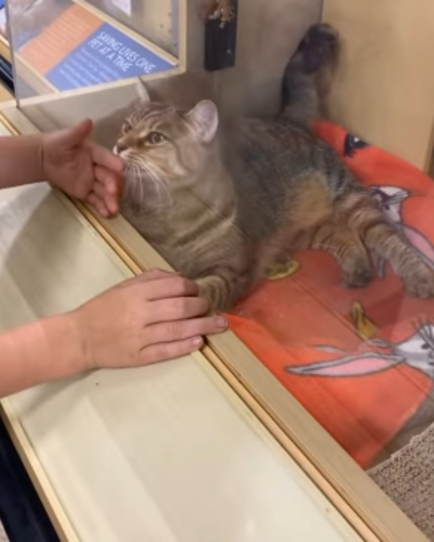 shelter cat lying