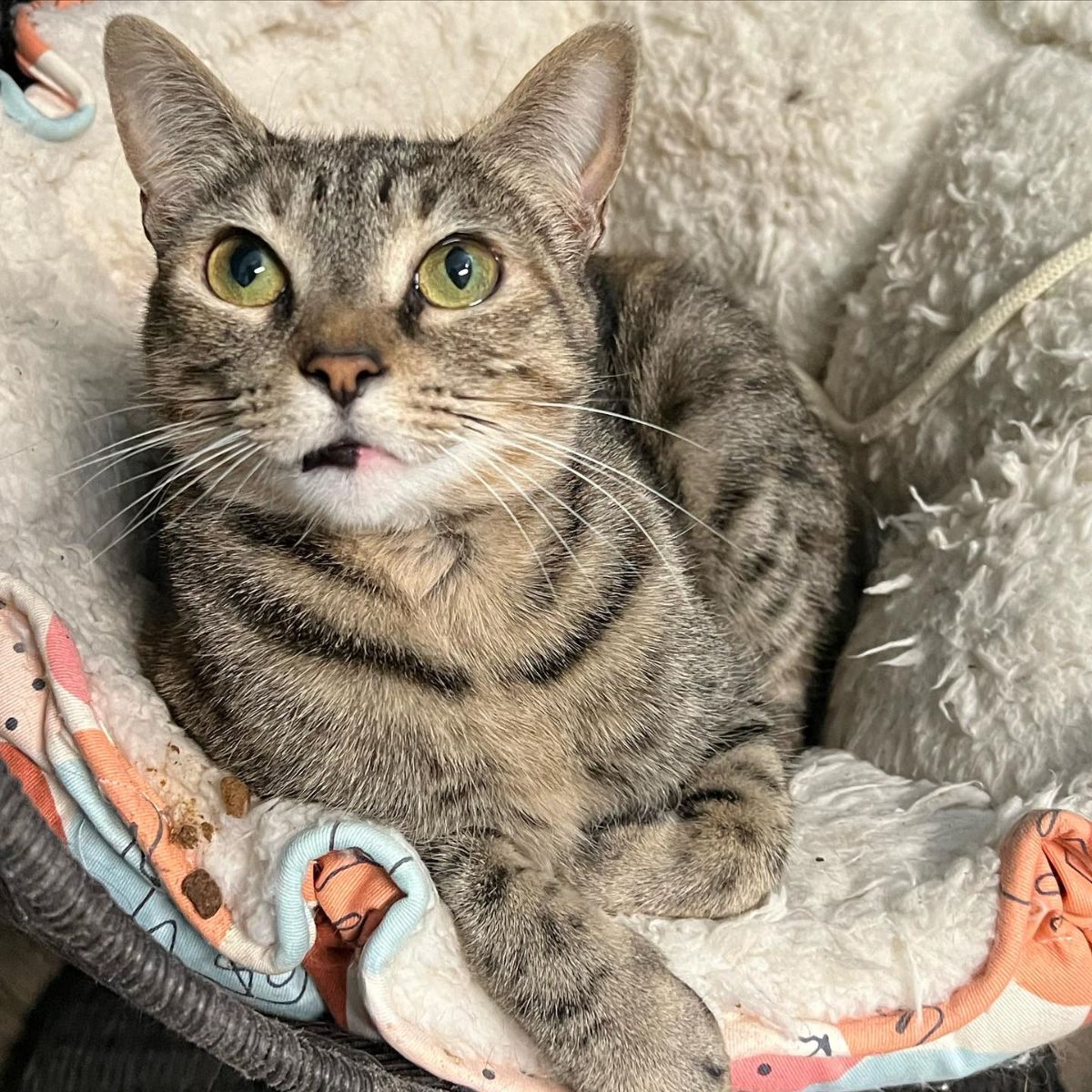 shelter cat lying