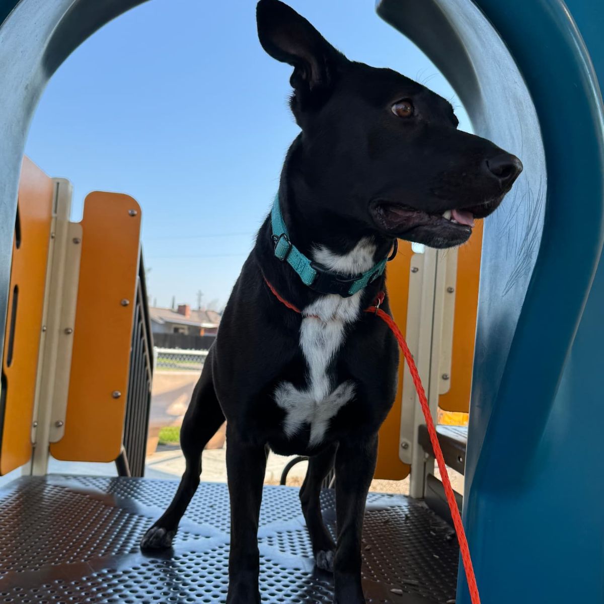 shelter dog