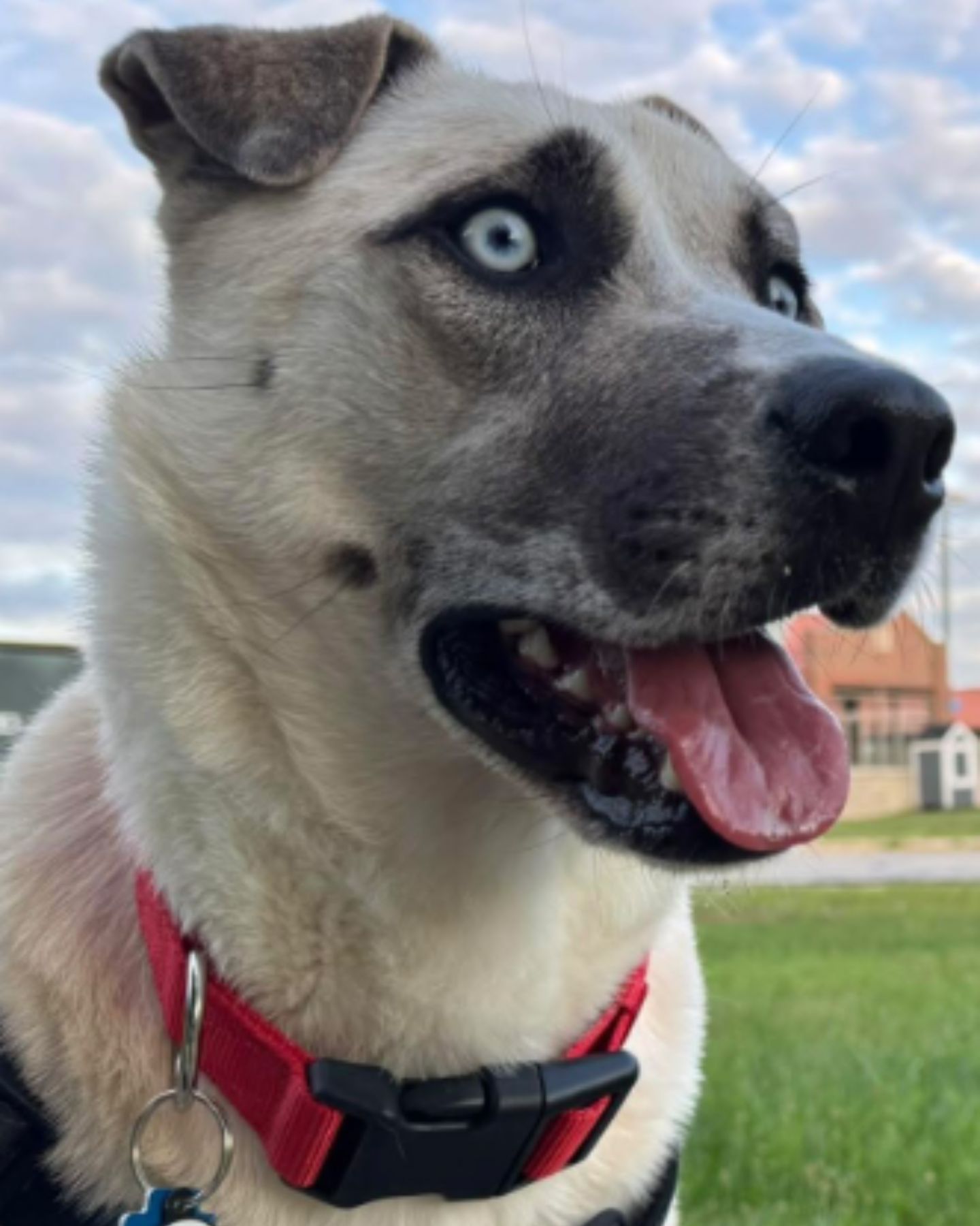 shelter dog