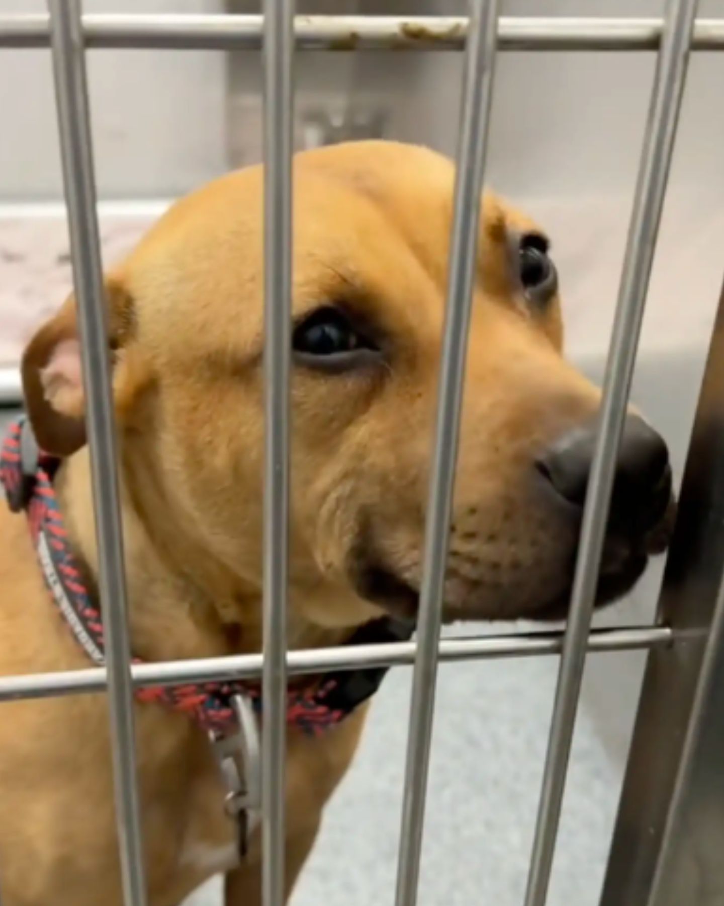 shelter dog in kennel