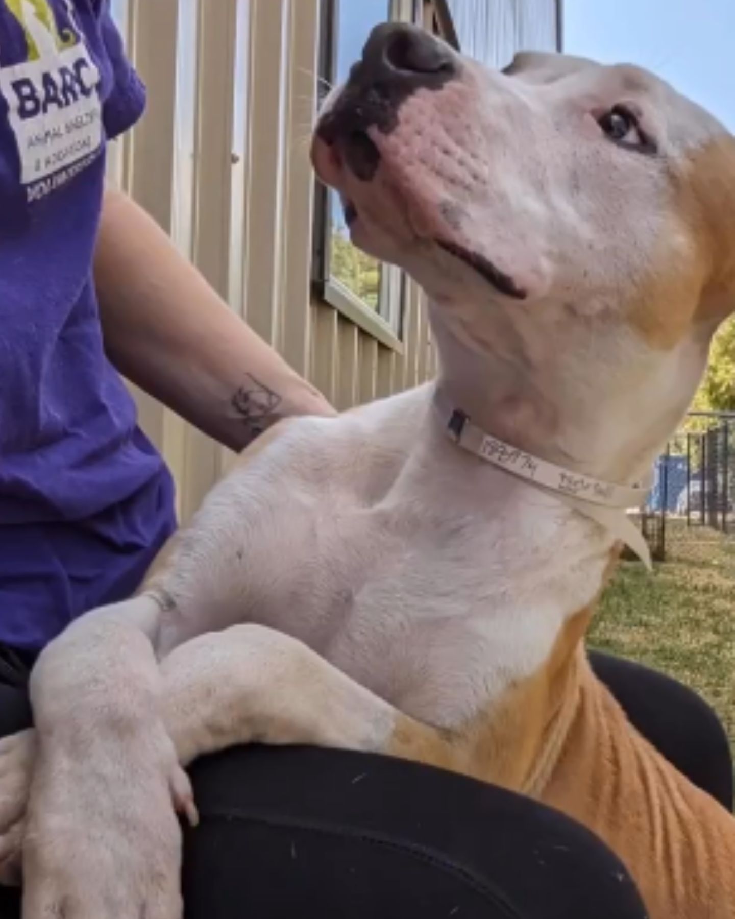 shelter dog looking up