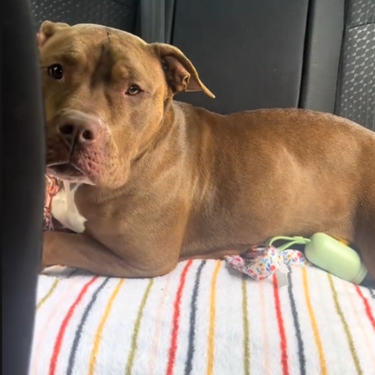 shelter dog lying on a blanket
